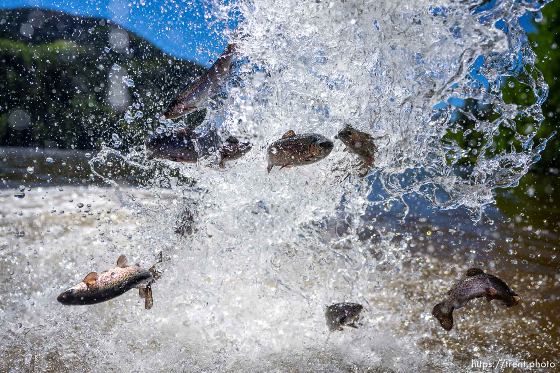 (Trent Nelson  |  The Salt Lake Tribune) Rainbow trout are put into Smith and Morehouse Reservoir by Utah's Division of Wildlife Resources on Tuesday, June 21, 2022.