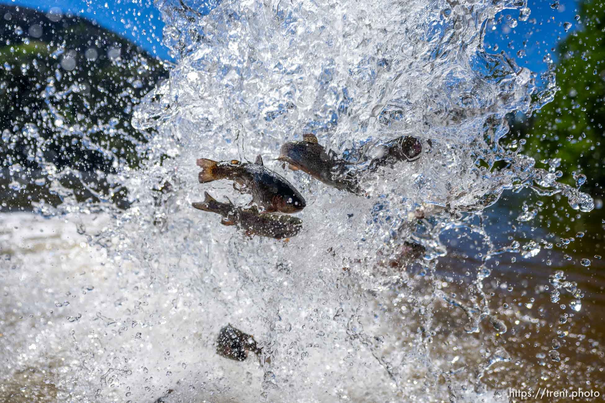 (Trent Nelson  |  The Salt Lake Tribune) Rainbow trout are put into Smith and Morehouse Reservoir by Utah's Division of Wildlife Resources on Tuesday, June 21, 2022.