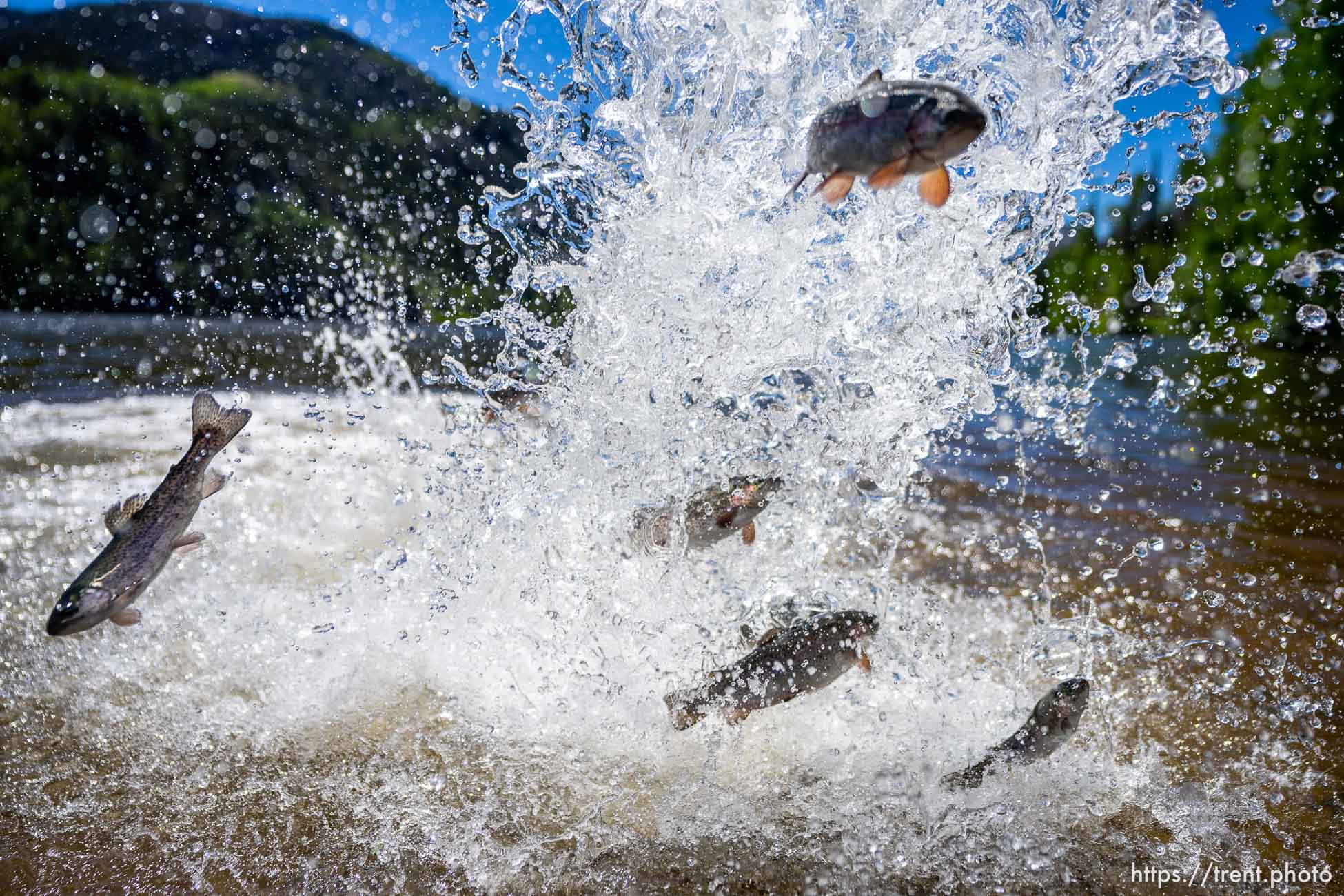 (Trent Nelson  |  The Salt Lake Tribune) Rainbow trout are put into Smith and Morehouse Reservoir by Utah's Division of Wildlife Resources on Tuesday, June 21, 2022.