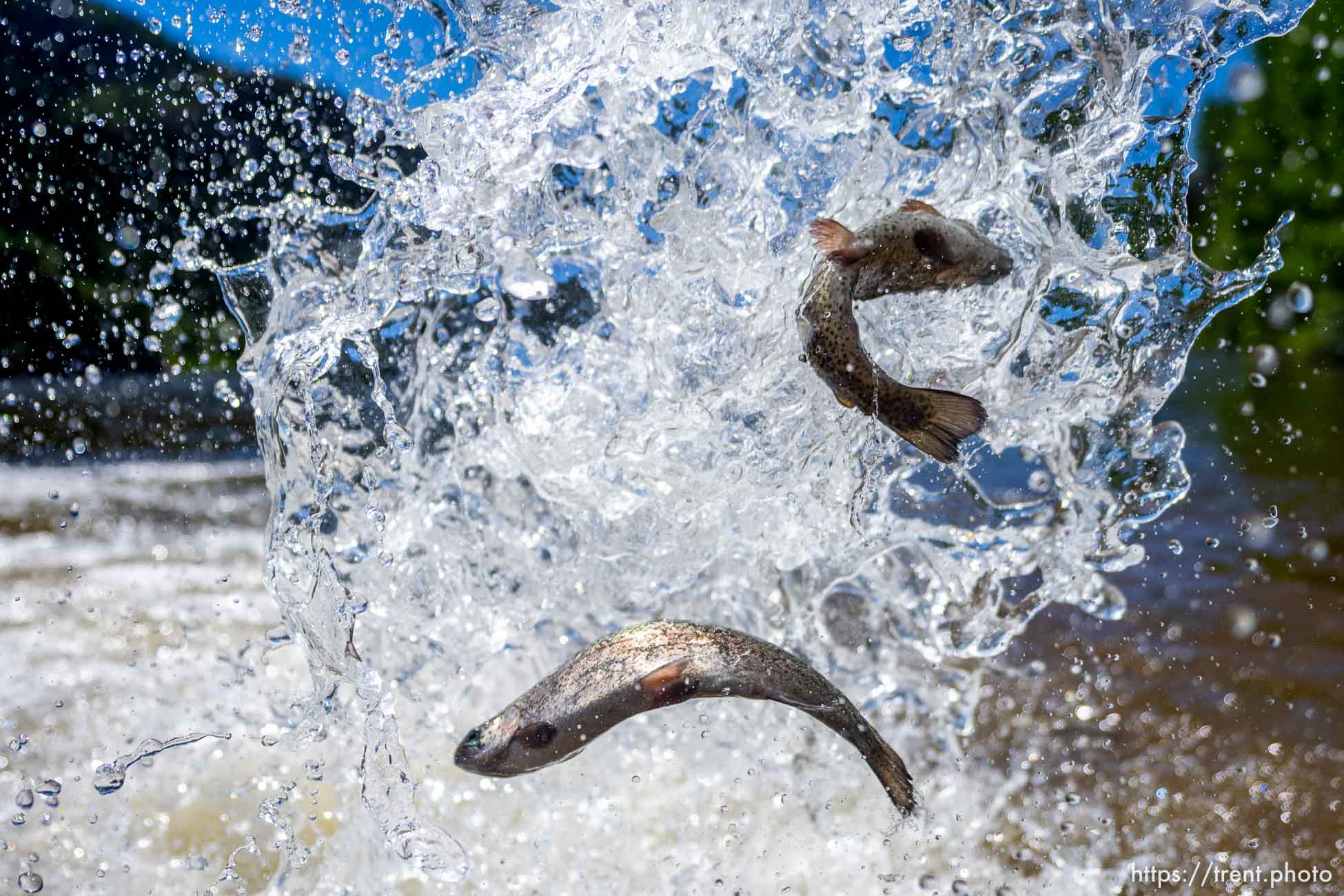 (Trent Nelson  |  The Salt Lake Tribune) Rainbow trout are put into Smith and Morehouse Reservoir by Utah's Division of Wildlife Resources on Tuesday, June 21, 2022.