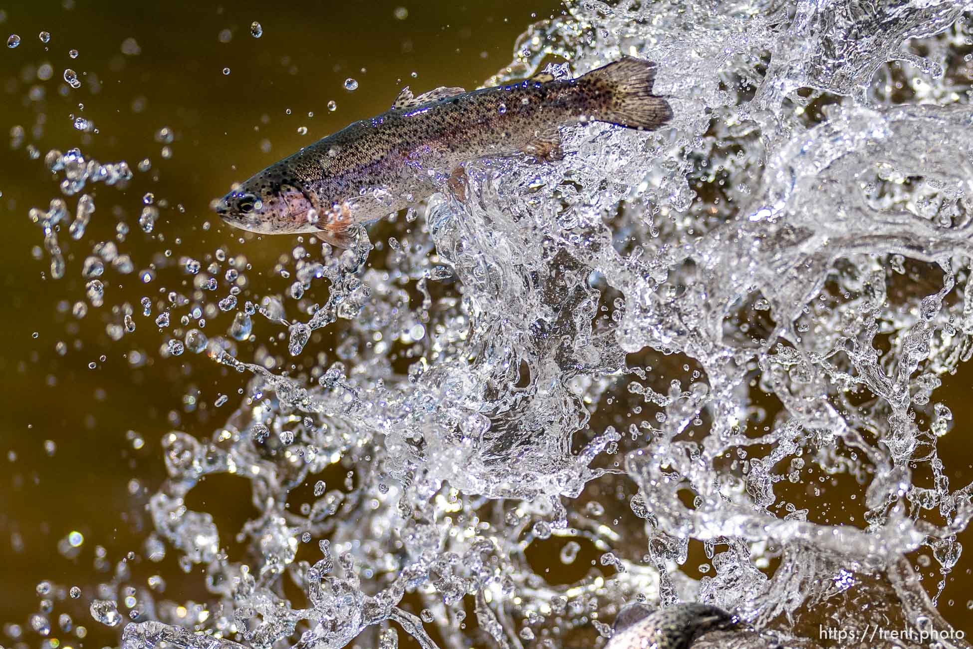 (Trent Nelson  |  The Salt Lake Tribune) Rainbow trout are put into Smith and Morehouse Reservoir by Utah's Division of Wildlife Resources on Tuesday, June 21, 2022.