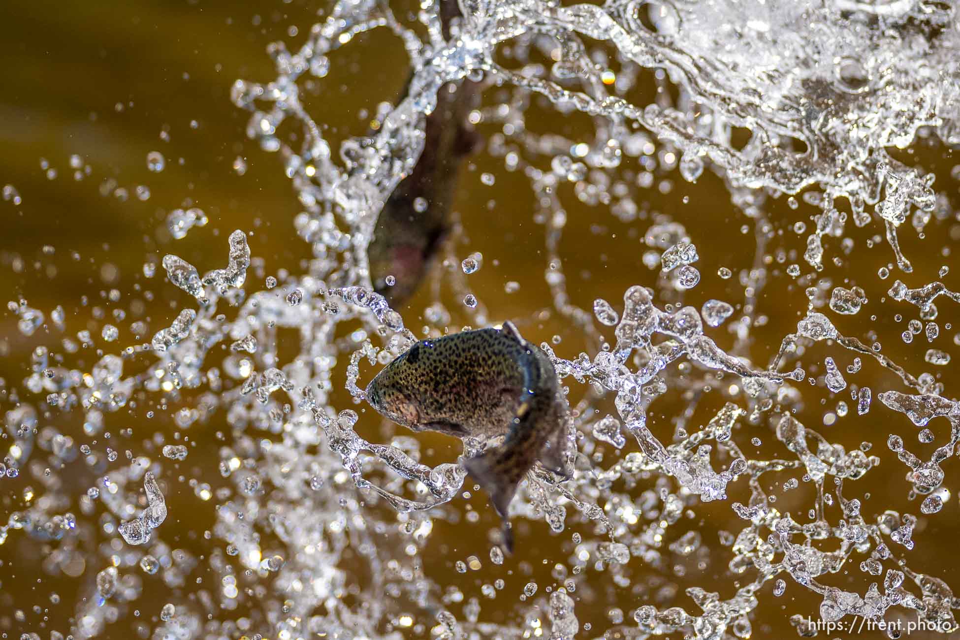 (Trent Nelson  |  The Salt Lake Tribune) Rainbow trout are put into Smith and Morehouse Reservoir by Utah's Division of Wildlife Resources on Tuesday, June 21, 2022.