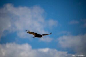 (Trent Nelson  |  The Salt Lake Tribune) Echo Reservoir on Thursday, July 7, 2022.