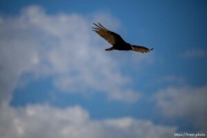 (Trent Nelson  |  The Salt Lake Tribune) Echo Reservoir on Thursday, July 7, 2022.