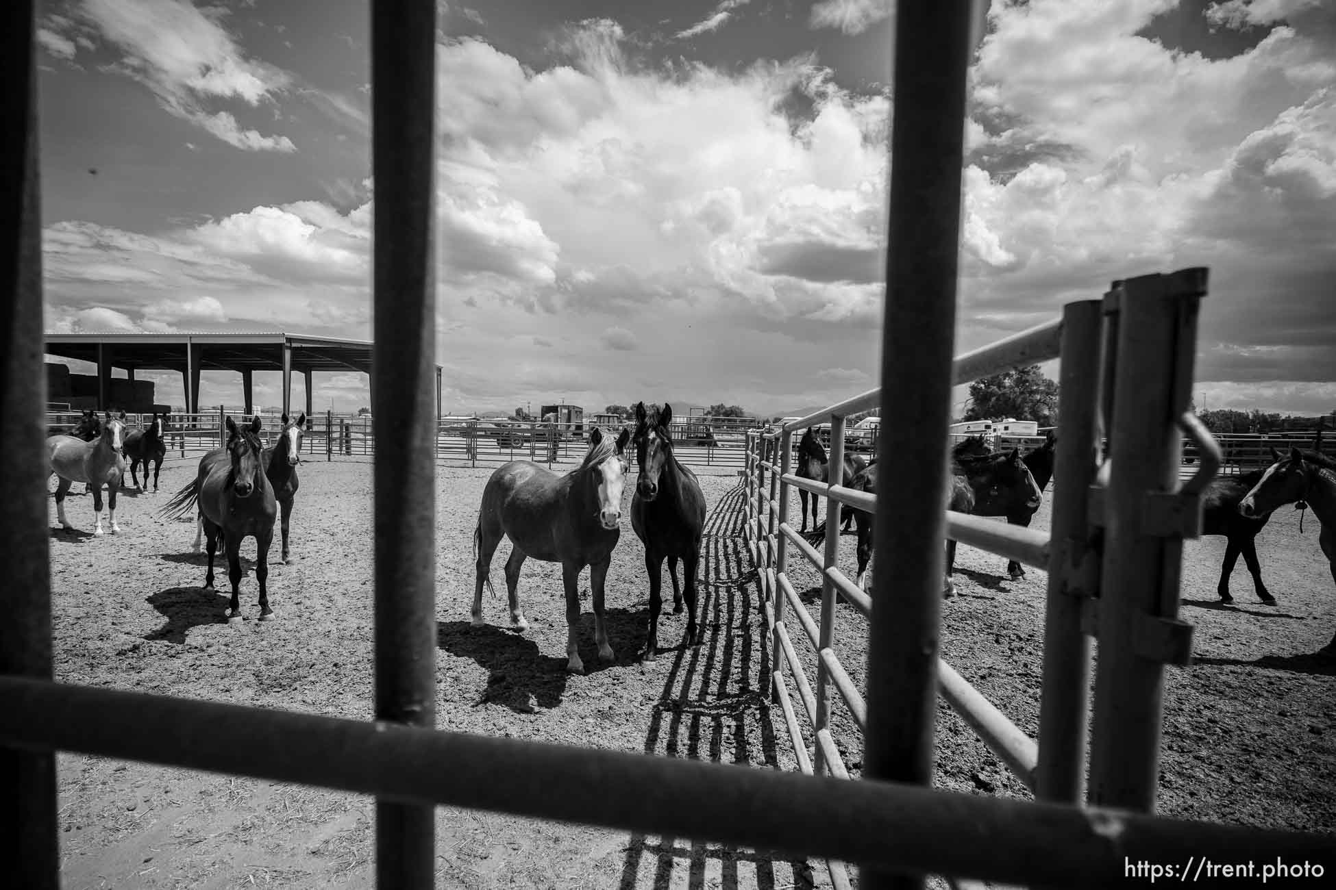 (Trent Nelson  |  The Salt Lake Tribune) The Bureau of Land Management's Wild Horse and Burro Corral in Delta on Friday, Aug. 5, 2022.