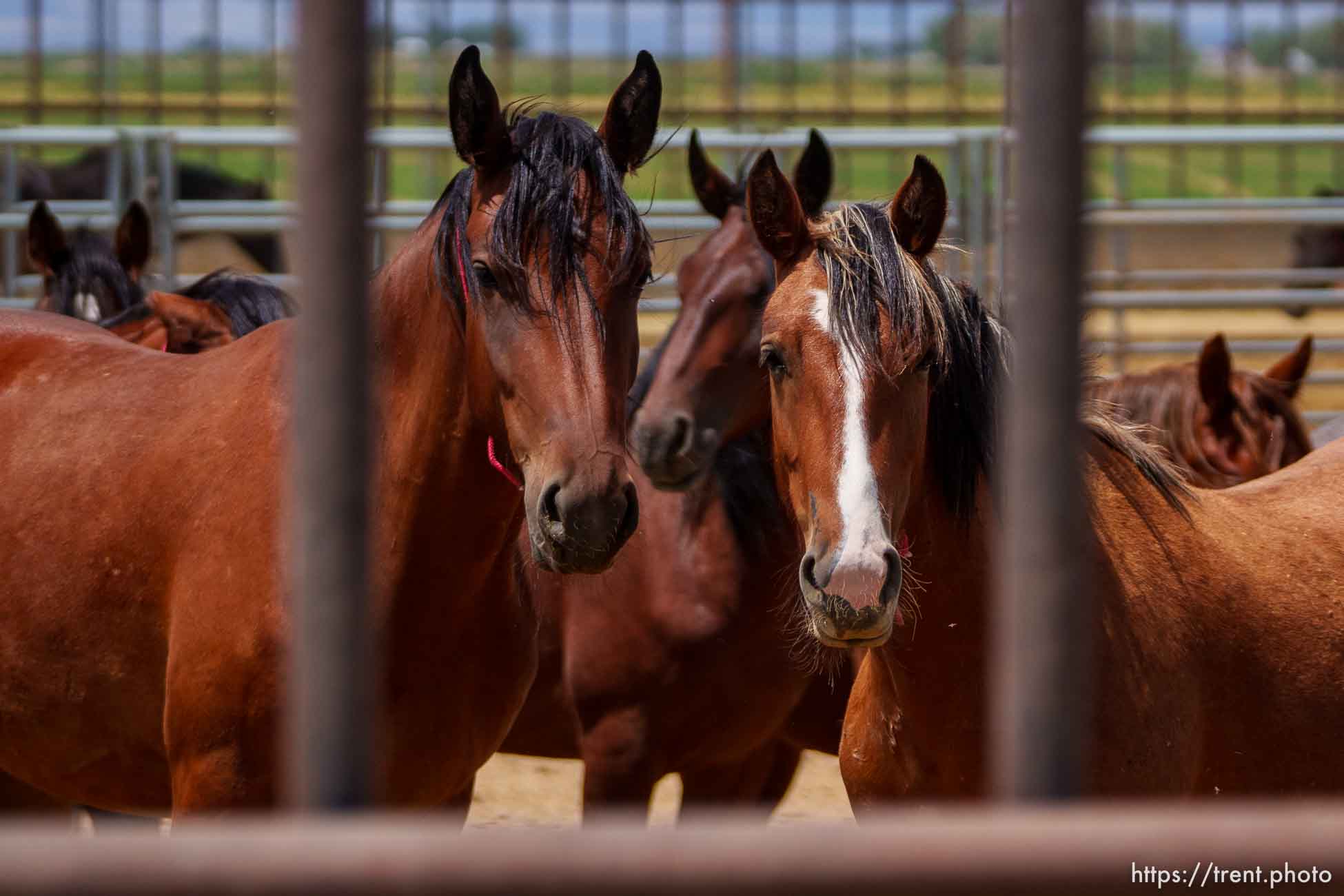 (Trent Nelson  |  The Salt Lake Tribune) The Bureau of Land Management's Wild Horse and Burro Corral in Delta on Friday, Aug. 5, 2022.