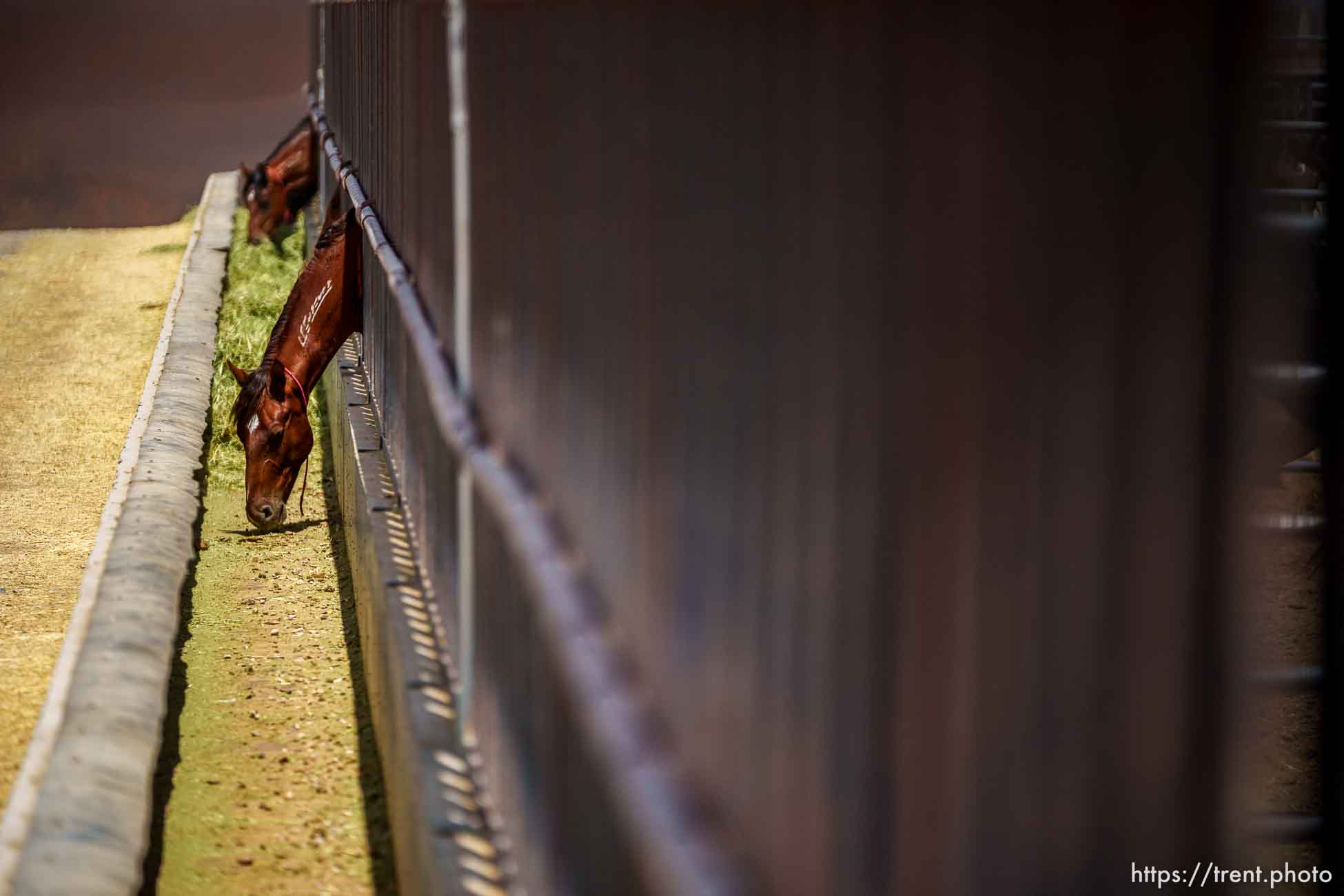 (Trent Nelson  |  The Salt Lake Tribune) Wild horses feed at the Bureau of Land Management's Wild Horse and Burro Corral in Delta on Friday, Aug. 5, 2022.