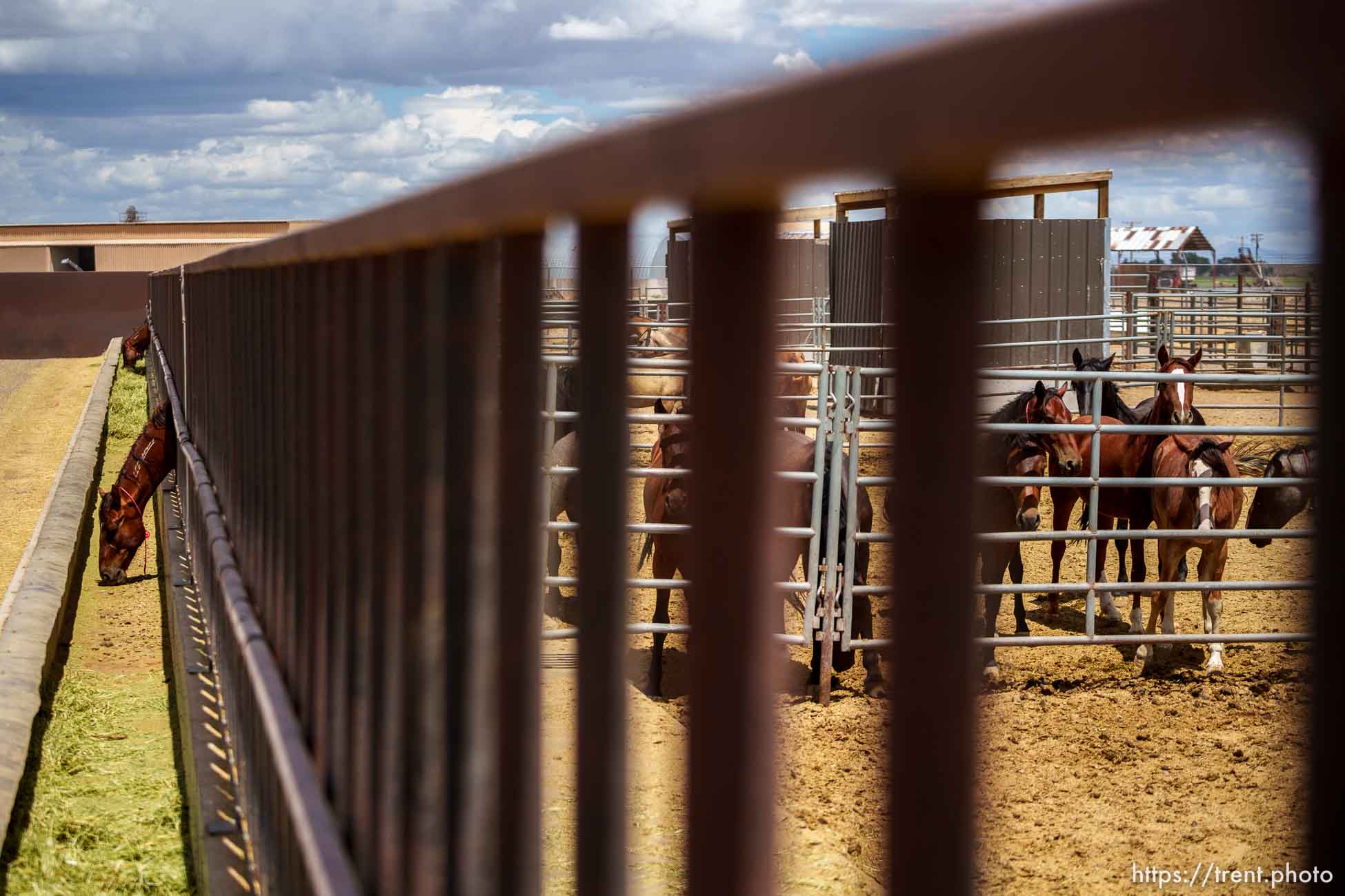 (Trent Nelson  |  The Salt Lake Tribune) The Bureau of Land Management's Wild Horse and Burro Corral in Delta on Friday, Aug. 5, 2022.