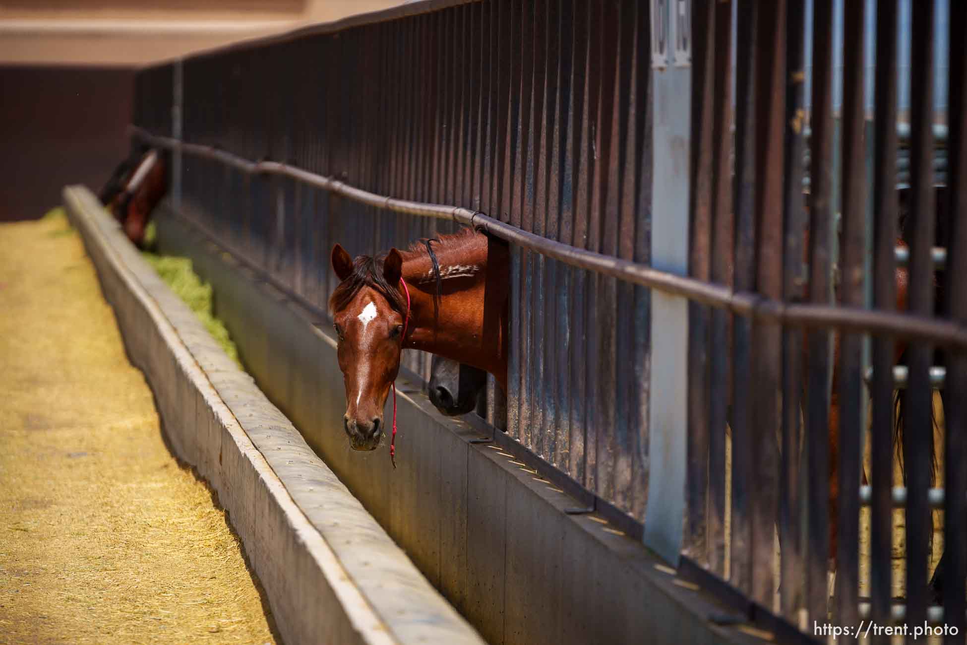 (Trent Nelson  |  The Salt Lake Tribune) Wild horses feed at the Bureau of Land Management's Wild Horse and Burro Corral in Delta on Friday, Aug. 5, 2022.