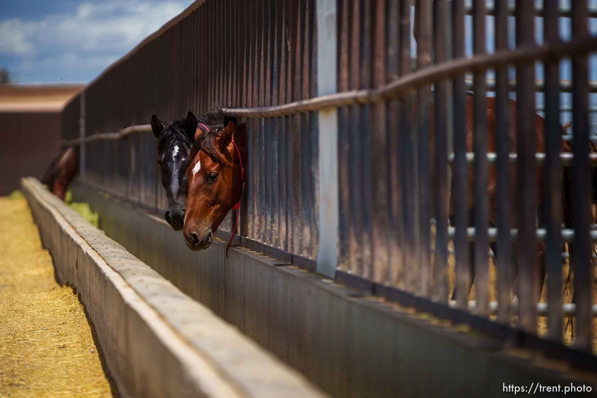 (Trent Nelson  |  The Salt Lake Tribune) Wild horses feed at the Bureau of Land Management's Wild Horse and Burro Corral in Delta on Friday, Aug. 5, 2022.