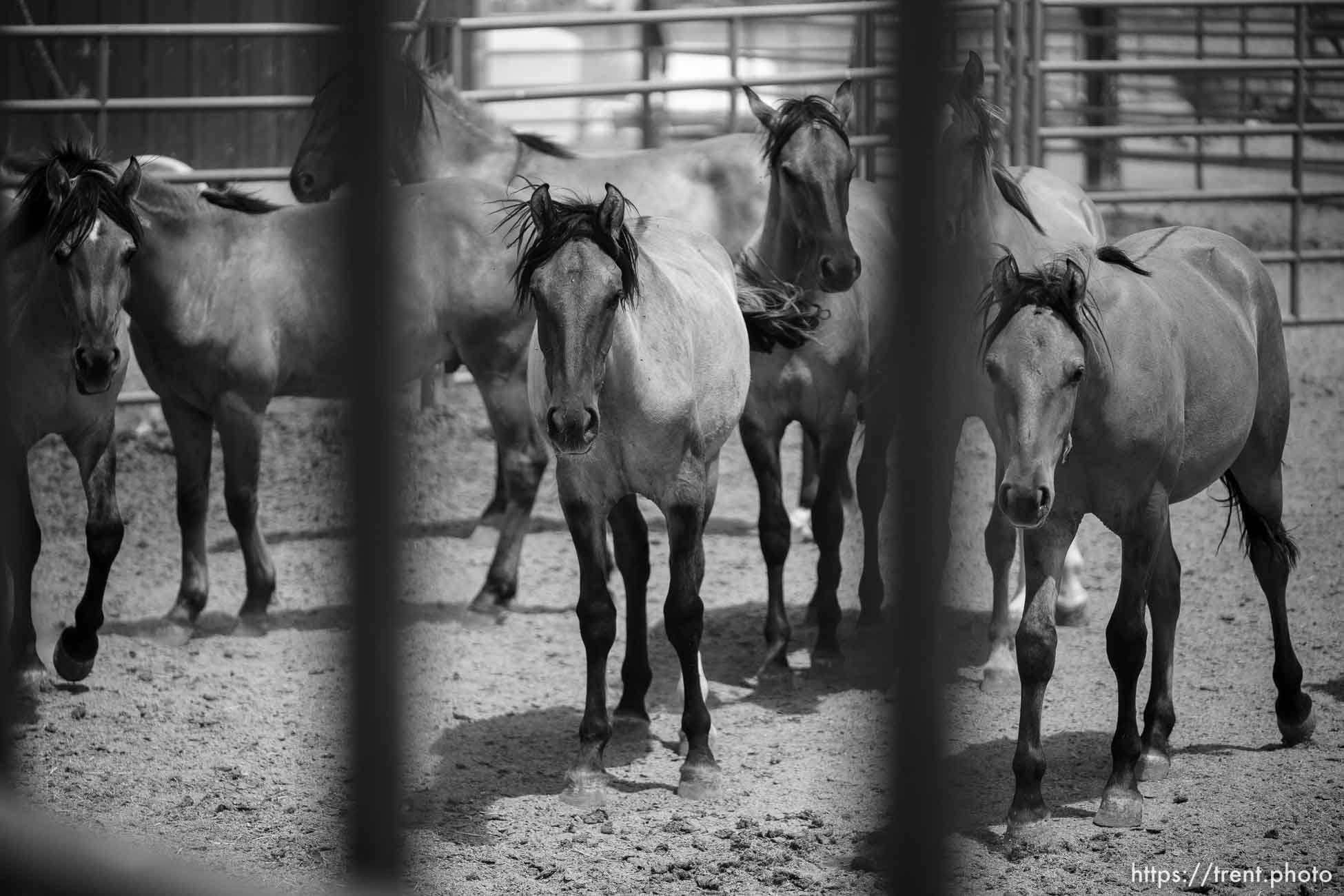 (Trent Nelson  |  The Salt Lake Tribune) The Bureau of Land Management's Wild Horse and Burro Corral in Delta on Friday, Aug. 5, 2022.