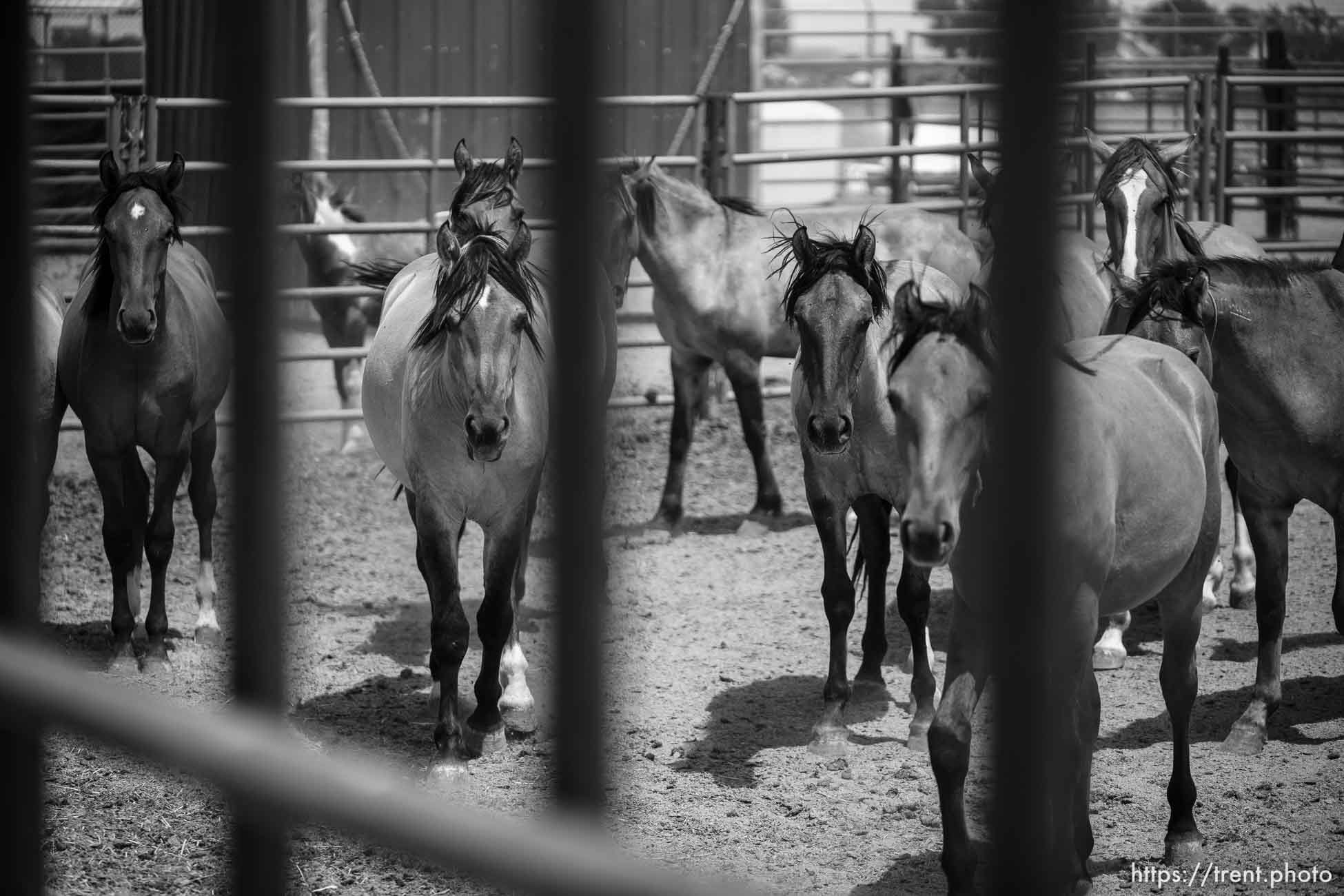 (Trent Nelson  |  The Salt Lake Tribune) The Bureau of Land Management's Wild Horse and Burro Corral in Delta on Friday, Aug. 5, 2022.