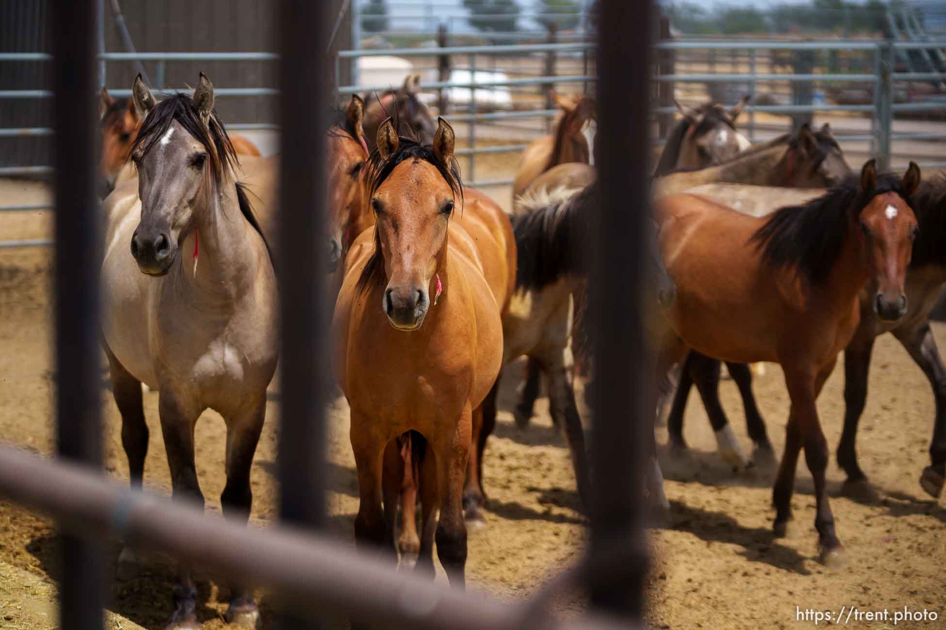 (Trent Nelson  |  The Salt Lake Tribune) The Bureau of Land Management's Wild Horse and Burro Corral in Delta on Friday, Aug. 5, 2022.