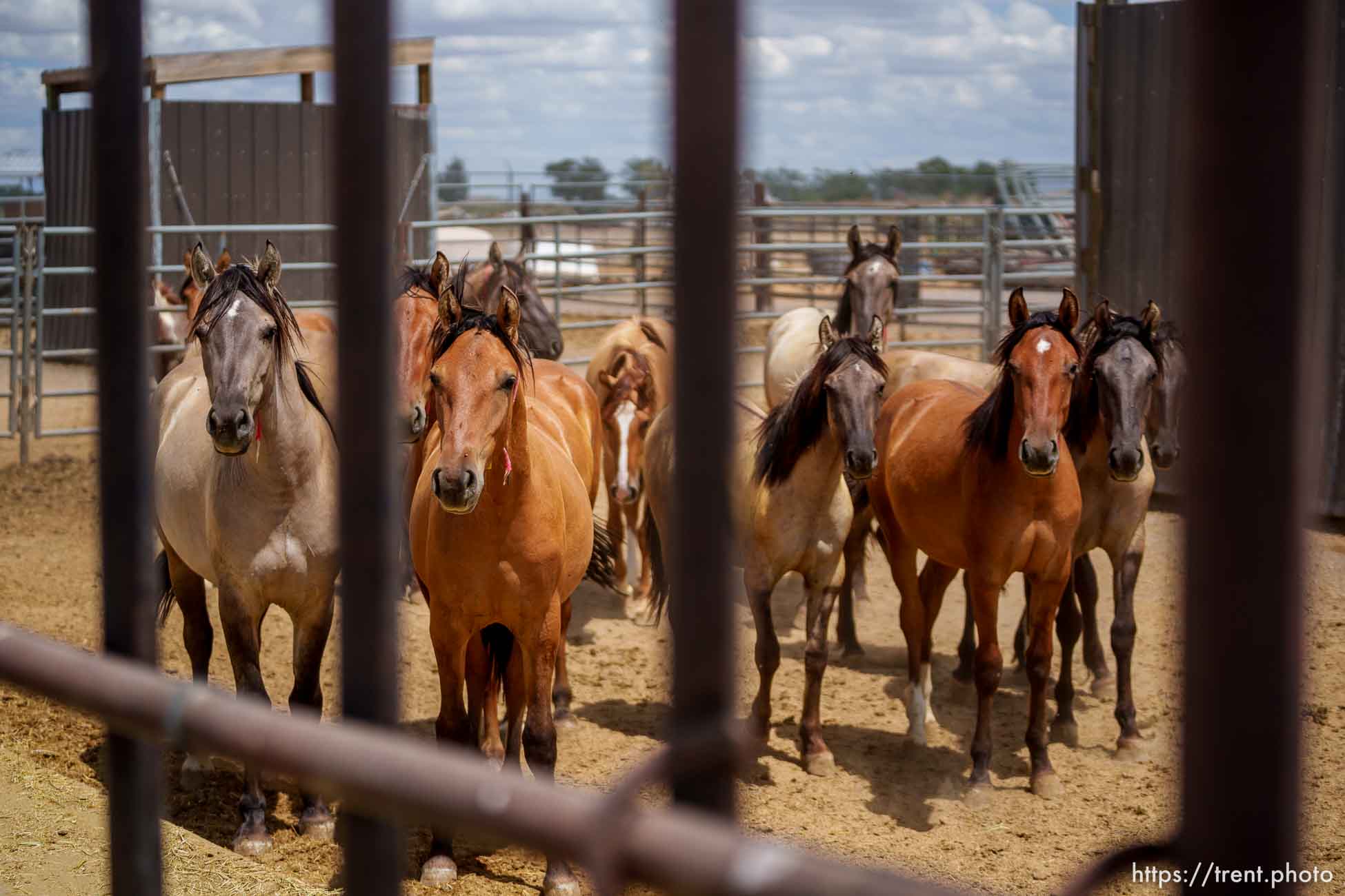 (Trent Nelson  |  The Salt Lake Tribune) The Bureau of Land Management's Wild Horse and Burro Corral in Delta on Friday, Aug. 5, 2022.