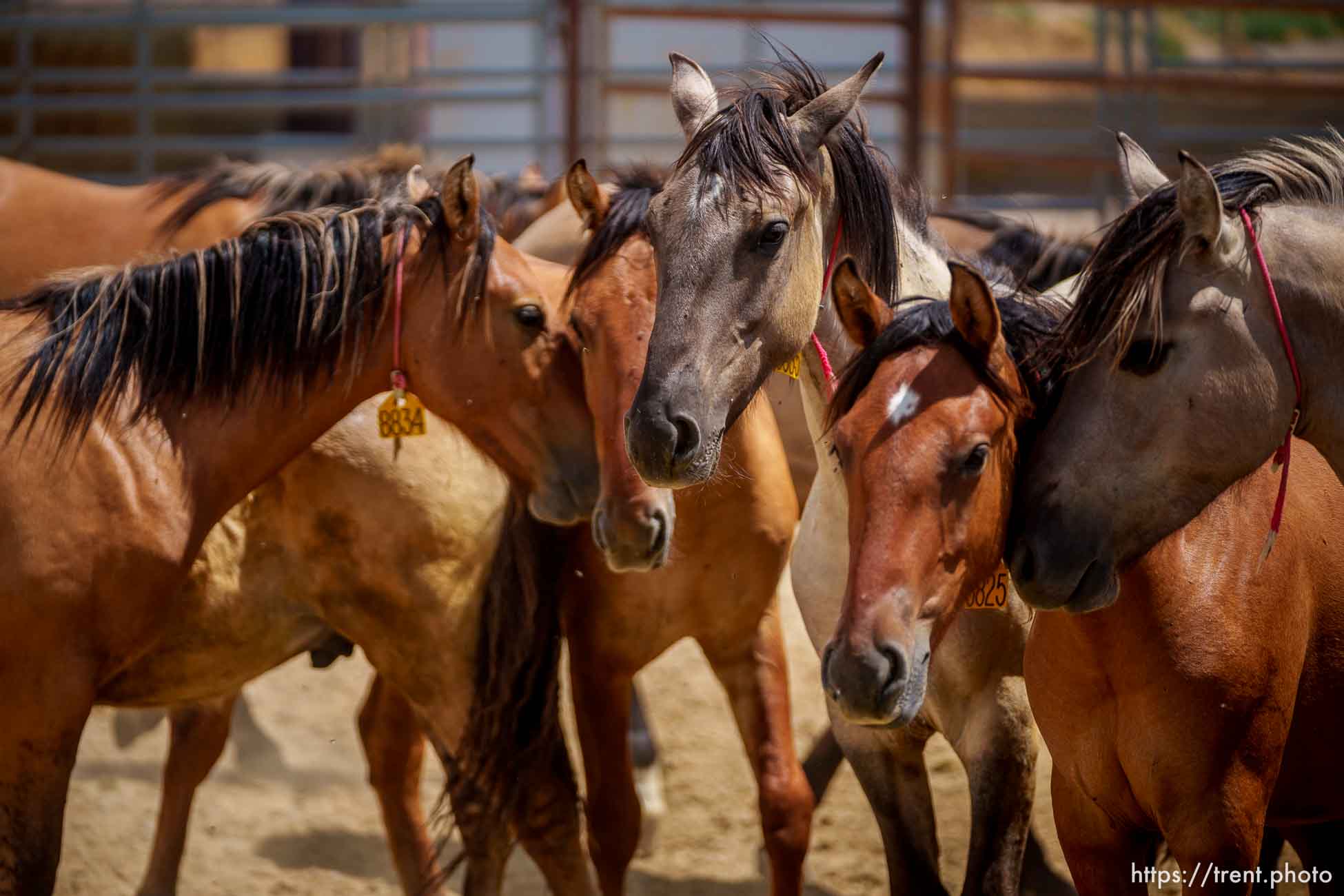 (Trent Nelson  |  The Salt Lake Tribune) The Bureau of Land Management's Wild Horse and Burro Corral in Delta on Friday, Aug. 5, 2022.