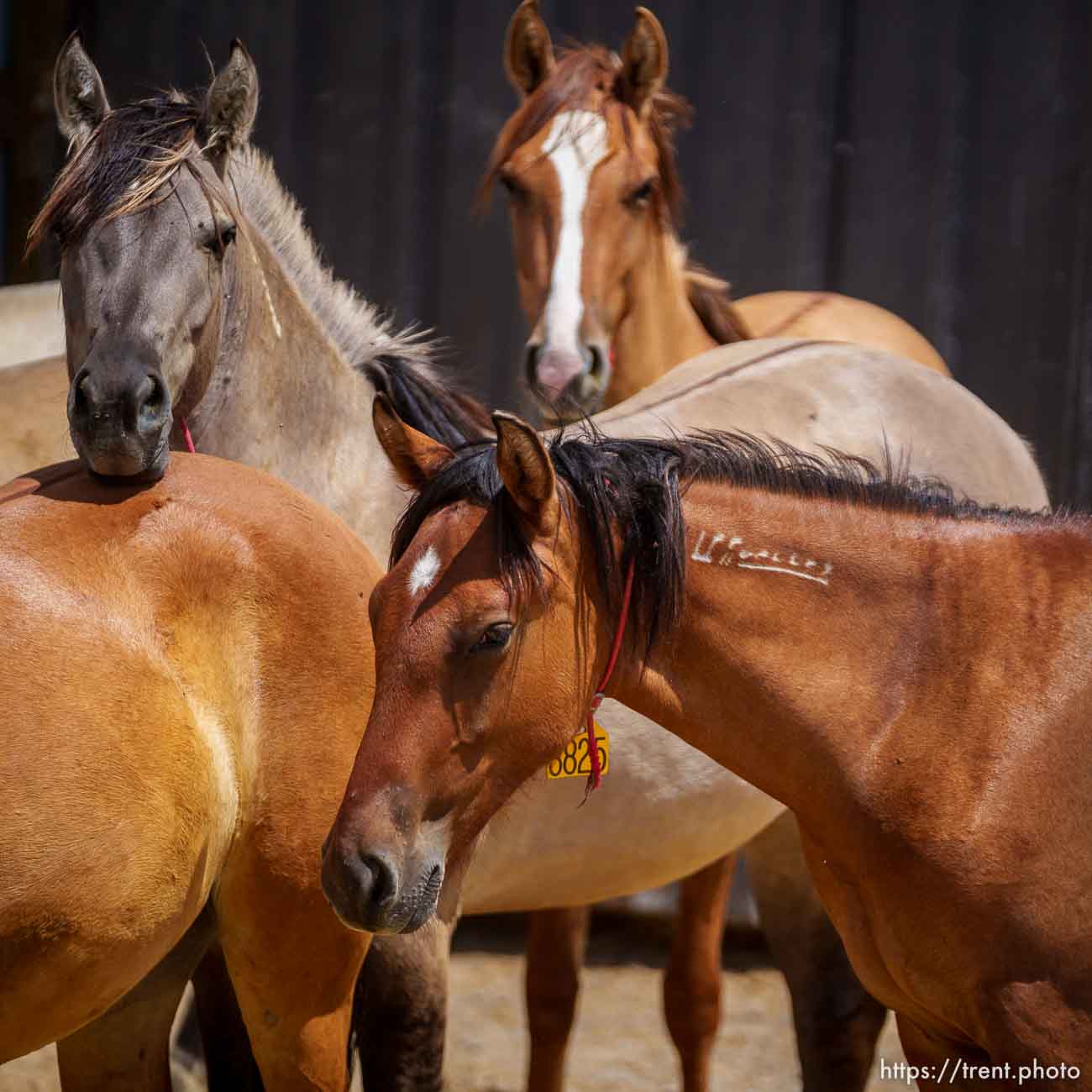 (Trent Nelson  |  The Salt Lake Tribune) The Bureau of Land Management's Wild Horse and Burro Corral in Delta on Friday, Aug. 5, 2022.