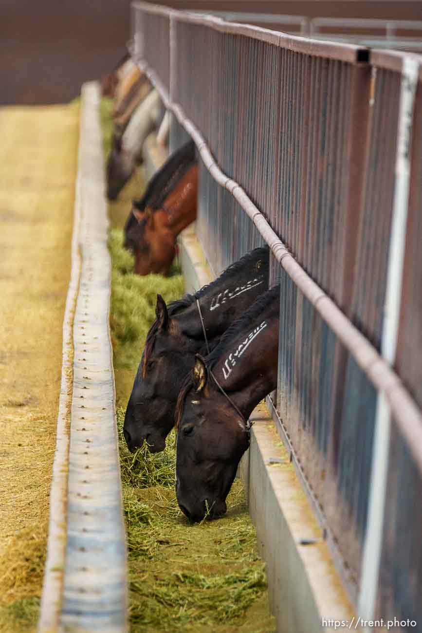 (Trent Nelson  |  The Salt Lake Tribune) Wild horses feed at the Bureau of Land Management's Wild Horse and Burro Corral in Delta on Friday, Aug. 5, 2022.