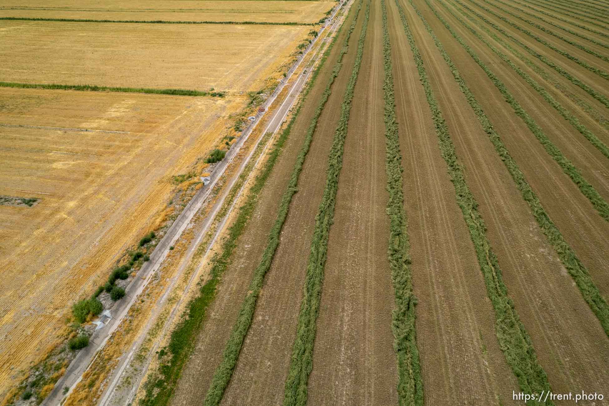 (Trent Nelson | The Salt Lake Tribune) A field of cut alfalfa in Delta on Friday, Aug. 5, 2022.