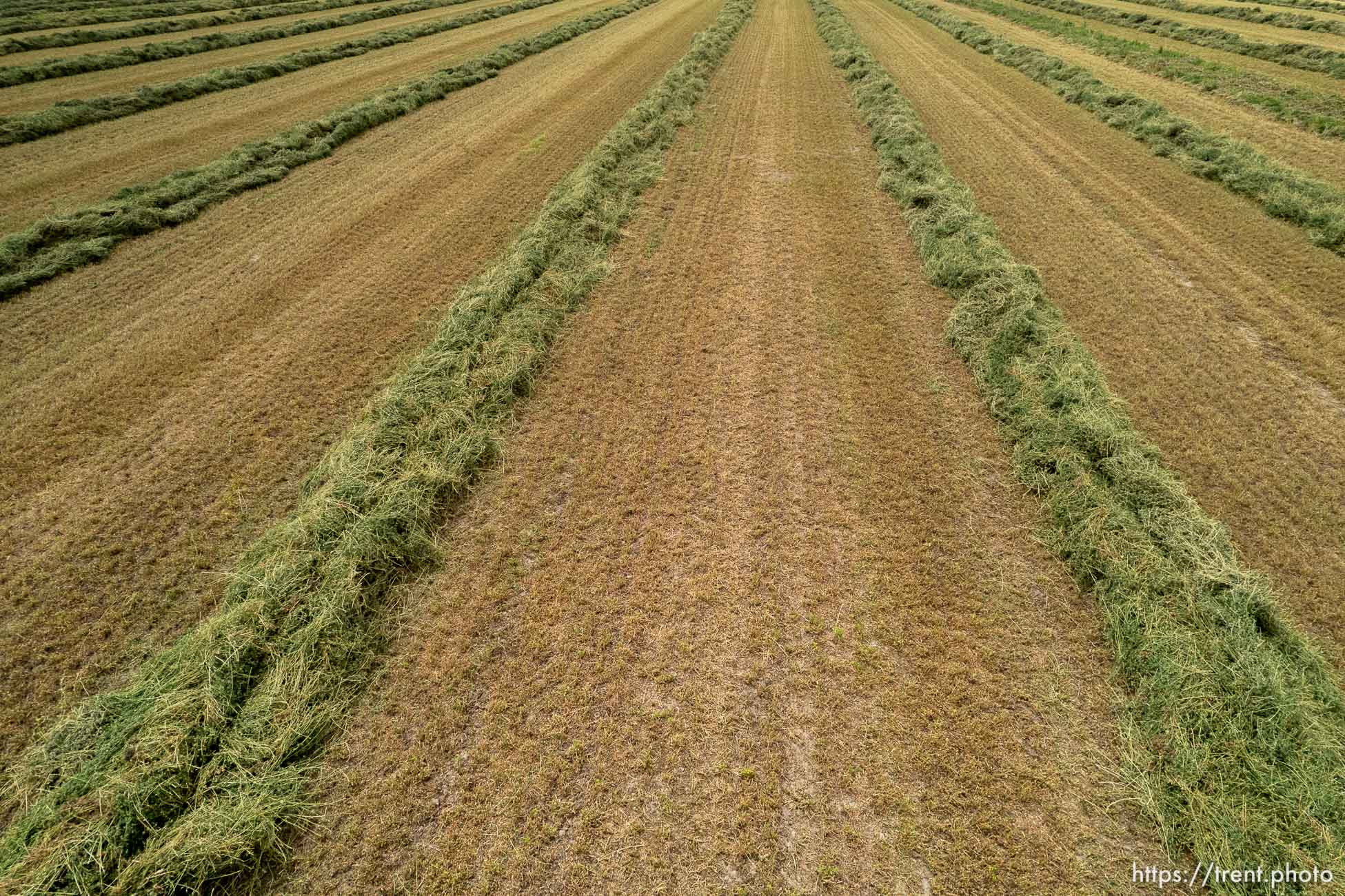 (Trent Nelson | The Salt Lake Tribune) A field of cut alfalfa in Delta on Friday, Aug. 5, 2022.