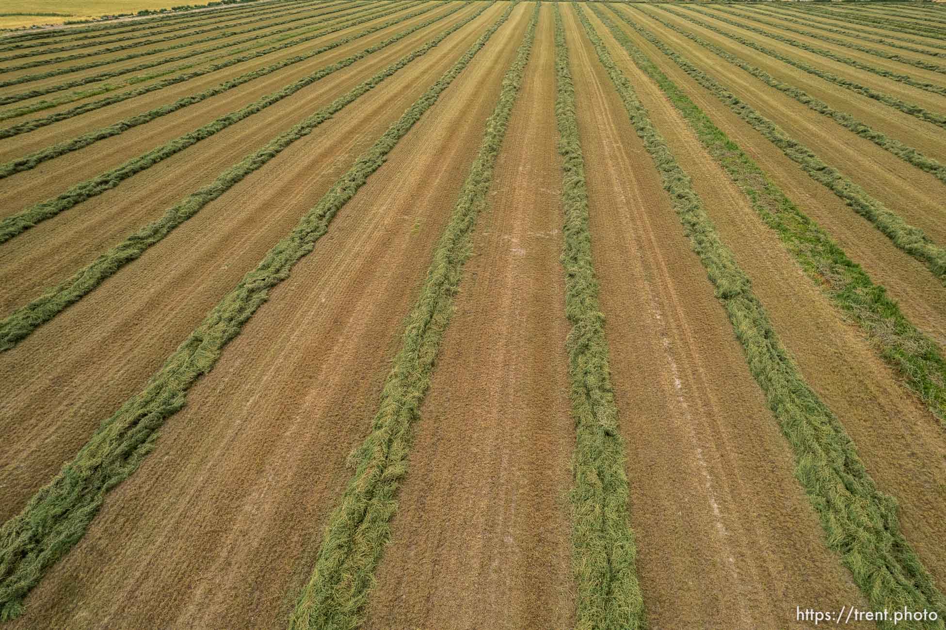 (Trent Nelson | The Salt Lake Tribune) A field of cut alfalfa in Delta on Friday, Aug. 5, 2022.