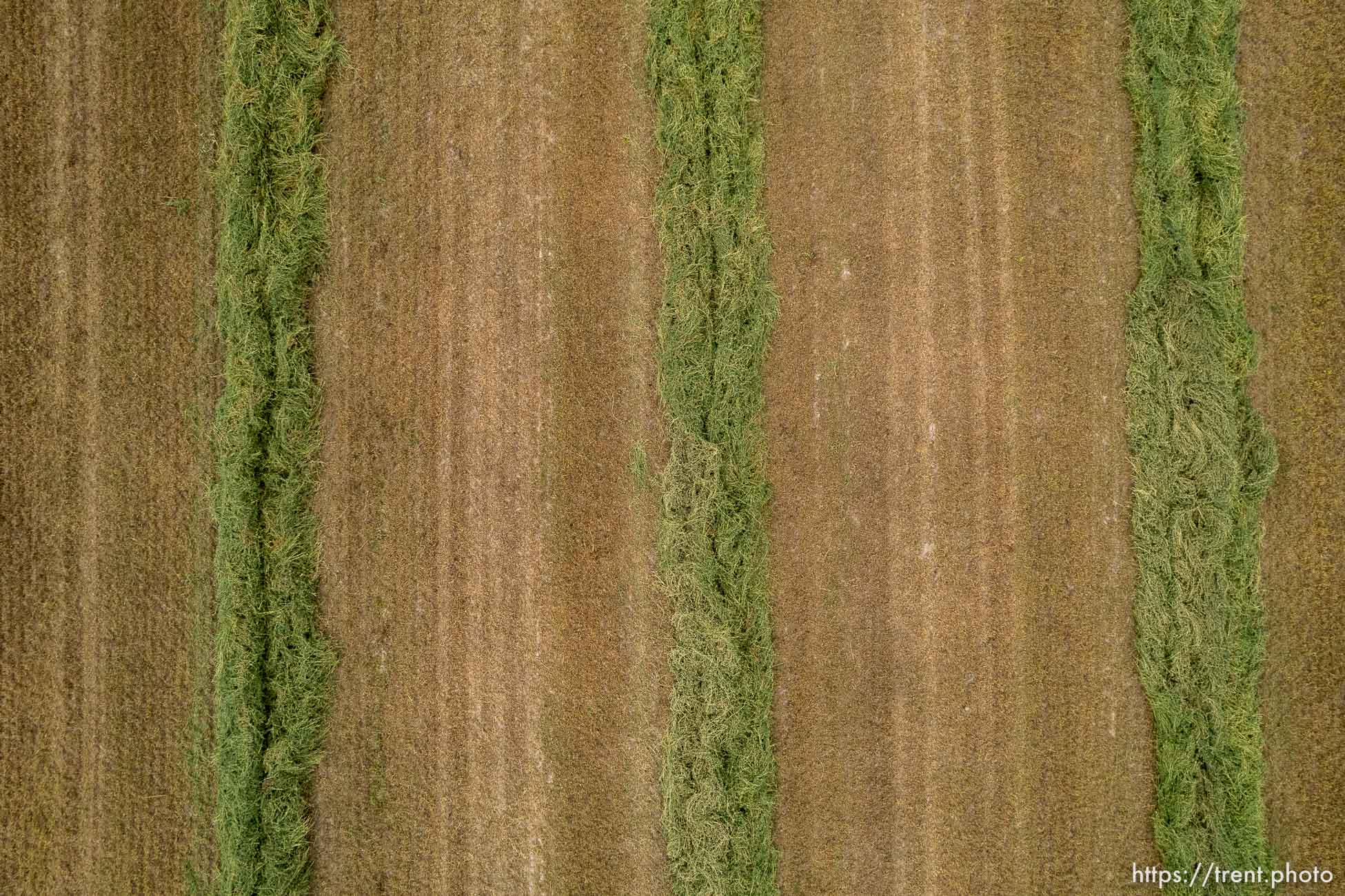 (Trent Nelson | The Salt Lake Tribune) A field of cut alfalfa in Delta on Friday, Aug. 5, 2022.