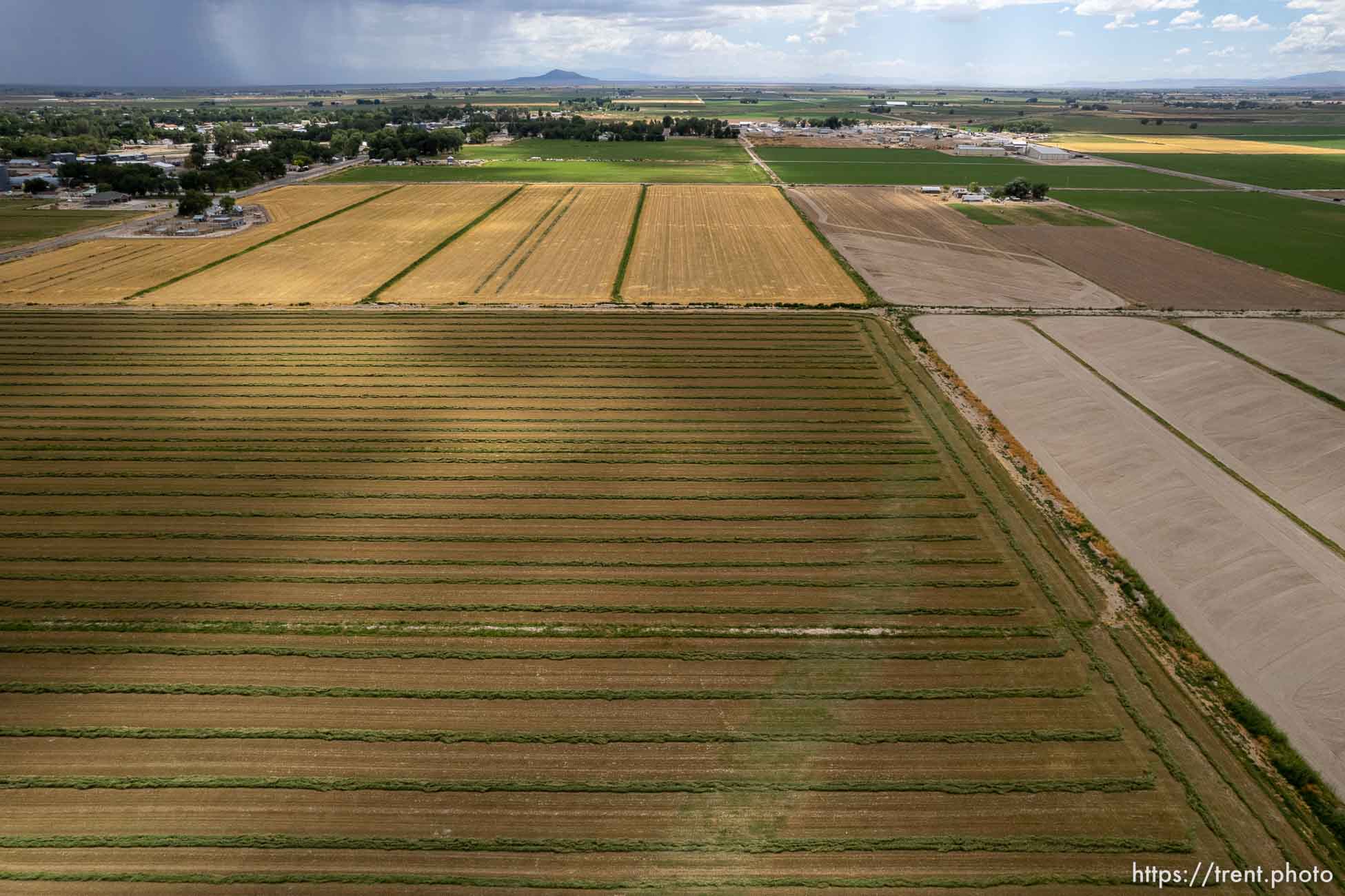 (Trent Nelson | The Salt Lake Tribune) A field of cut alfalfa in Delta on Friday, Aug. 5, 2022.