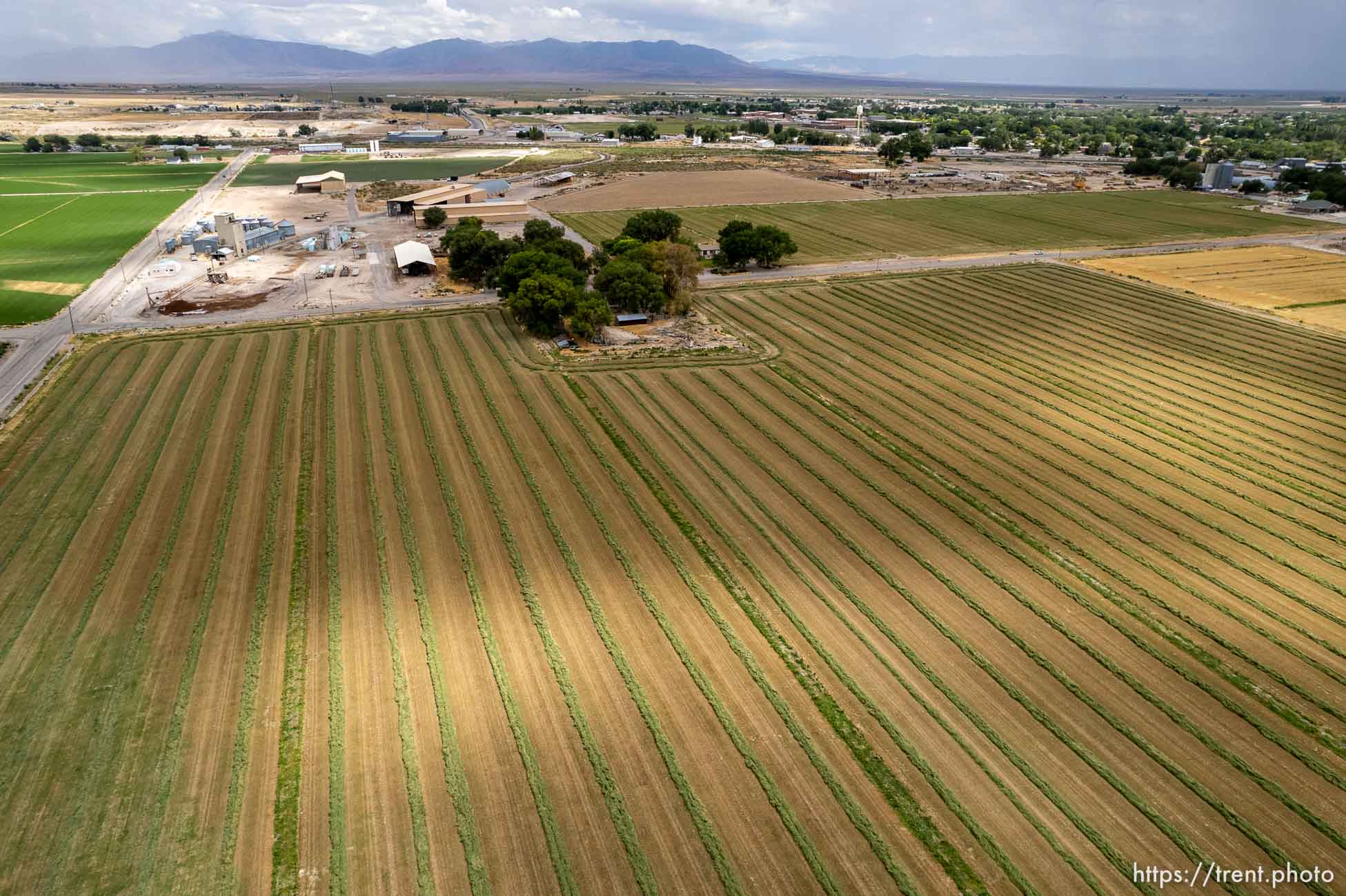 (Trent Nelson | The Salt Lake Tribune) A field of cut alfalfa in Delta on Friday, Aug. 5, 2022.