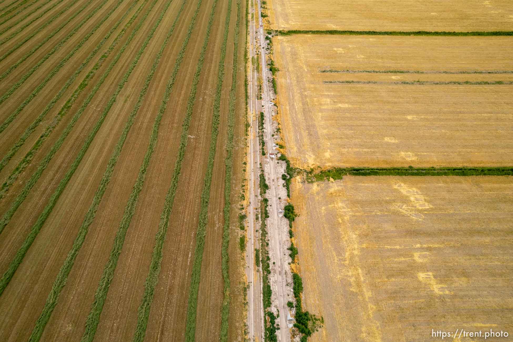 (Trent Nelson | The Salt Lake Tribune) A field of cut alfalfa in Delta on Friday, Aug. 5, 2022.