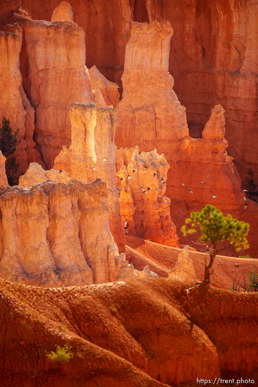 Bryce Canyon National Park on Sunday, July 31, 2022.