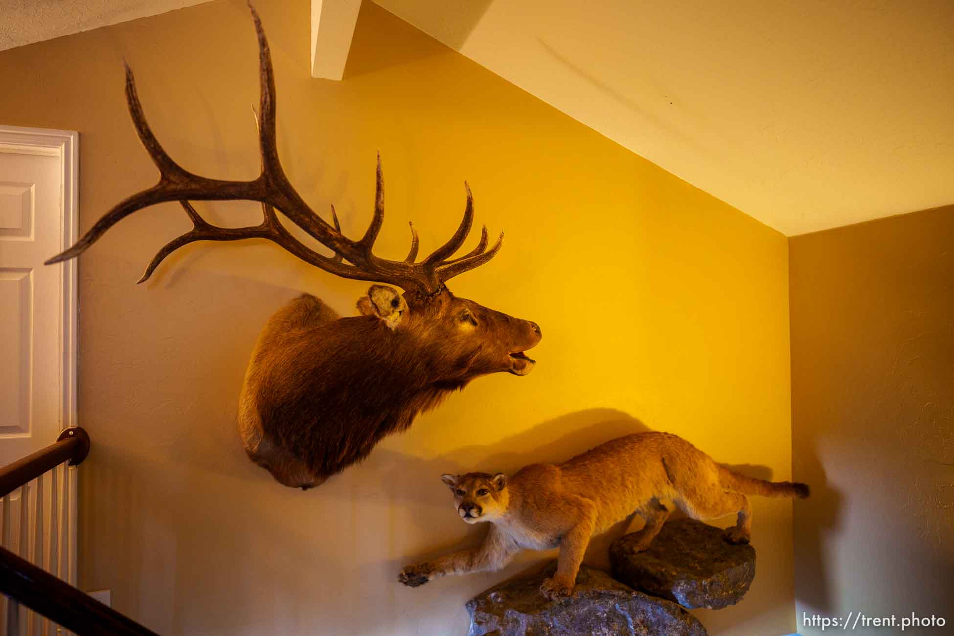 (Trent Nelson  |  The Salt Lake Tribune) Hunting trophies in one of McKoy Allred's Airbnb properties in Orangeville on Monday, Aug. 8, 2022.