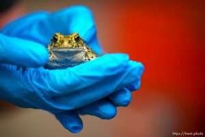 (Trent Nelson  |  The Salt Lake Tribune) A boreal toad at Hogle Zoo in Salt Lake City on Thursday, Aug. 18, 2022.