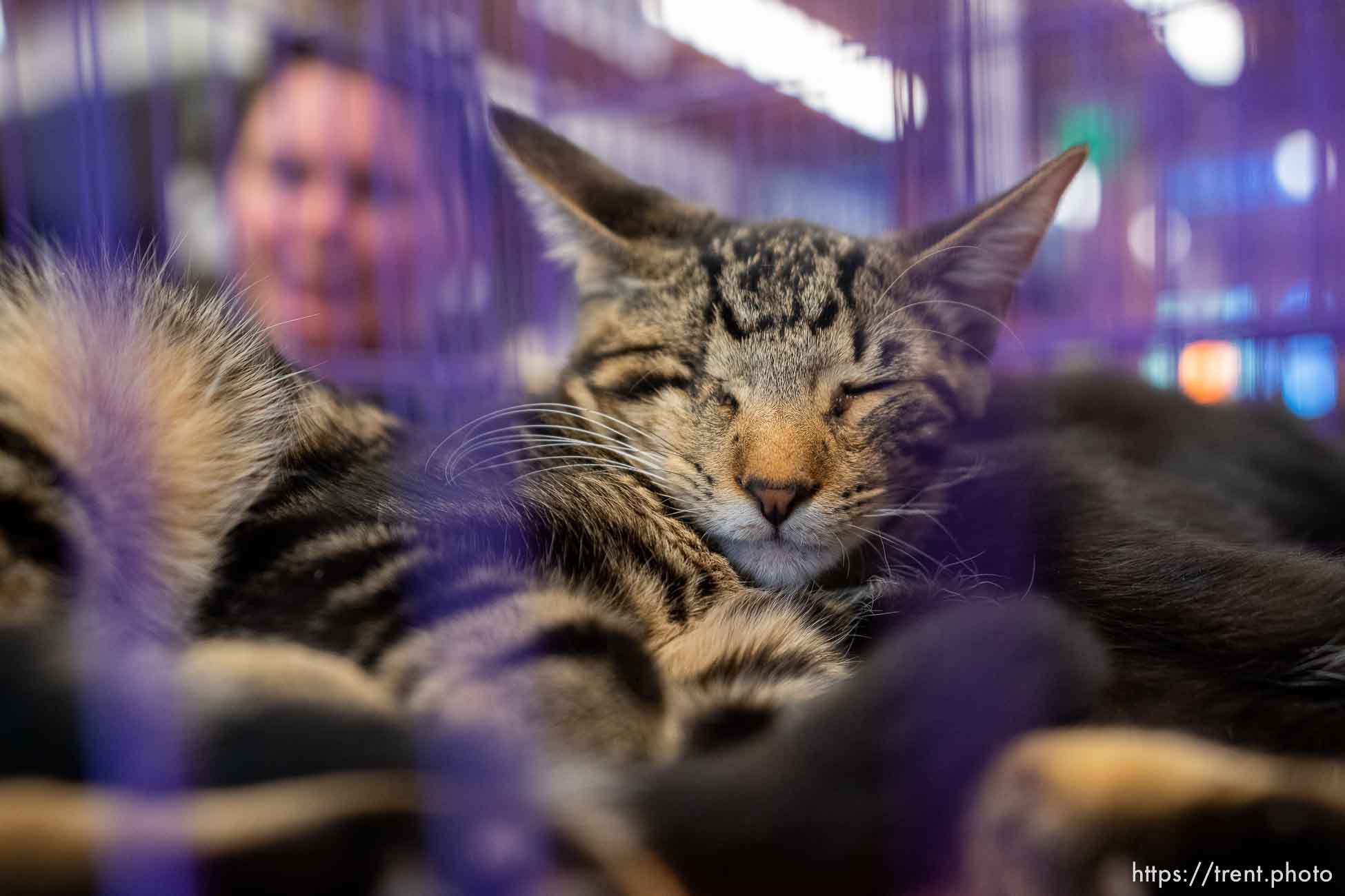 (Trent Nelson  |  The Salt Lake Tribune) Mav, a cat up for adoption at Salt Lake County Animal Services' 7th Annual Petapalooza: Pet Adoption at Wheeler Historic Farm in Sandy on Saturday, Sept. 24, 2022.