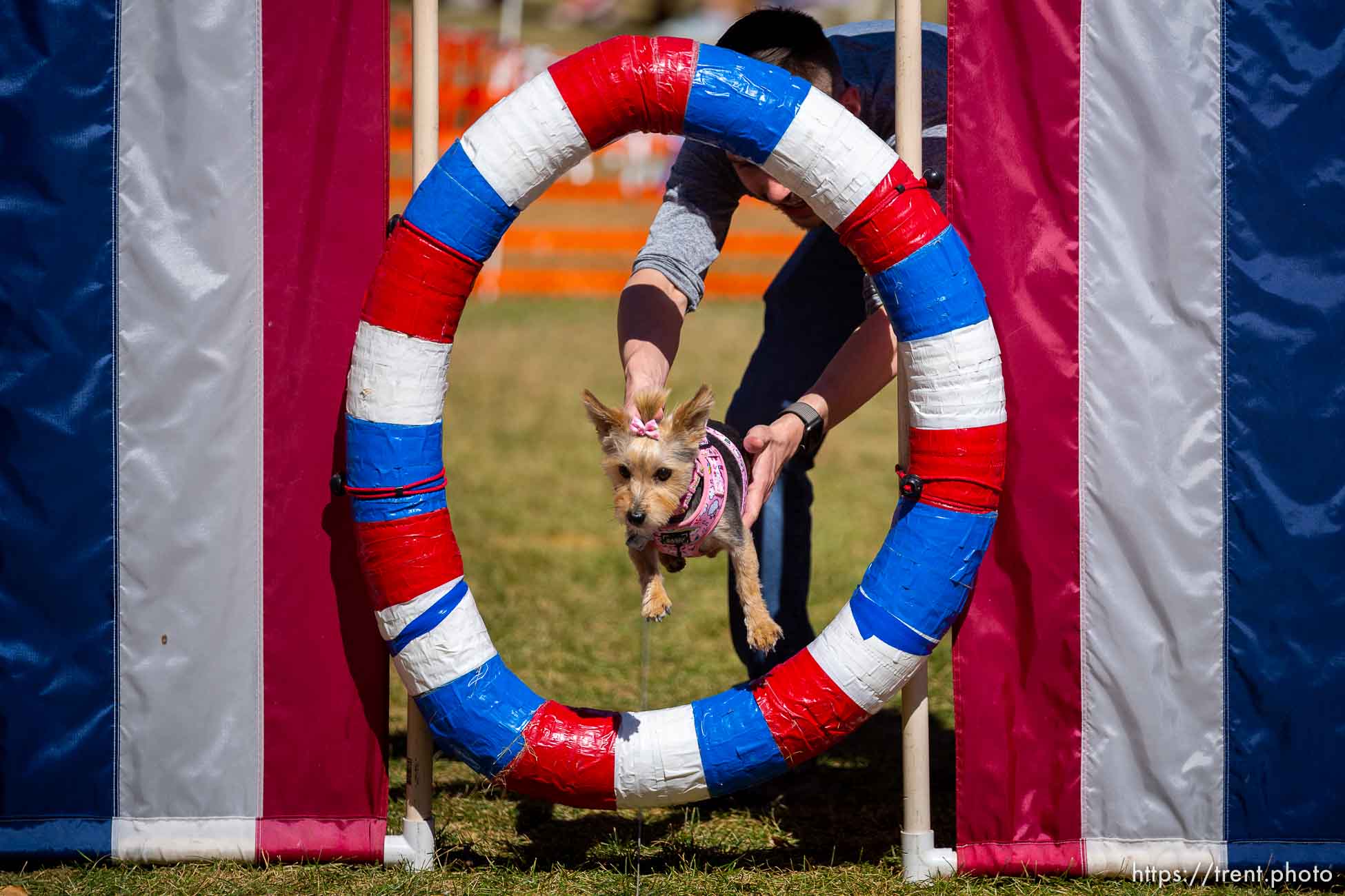 (Trent Nelson  |  The Salt Lake Tribune) Aly gets a little help from Sam Hardy on the lure course as Salt Lake County Animal Services hosts its 7th Annual Petapalooza: Pet Adoption at Wheeler Historic Farm in Sandy on Saturday, Sept. 24, 2022.