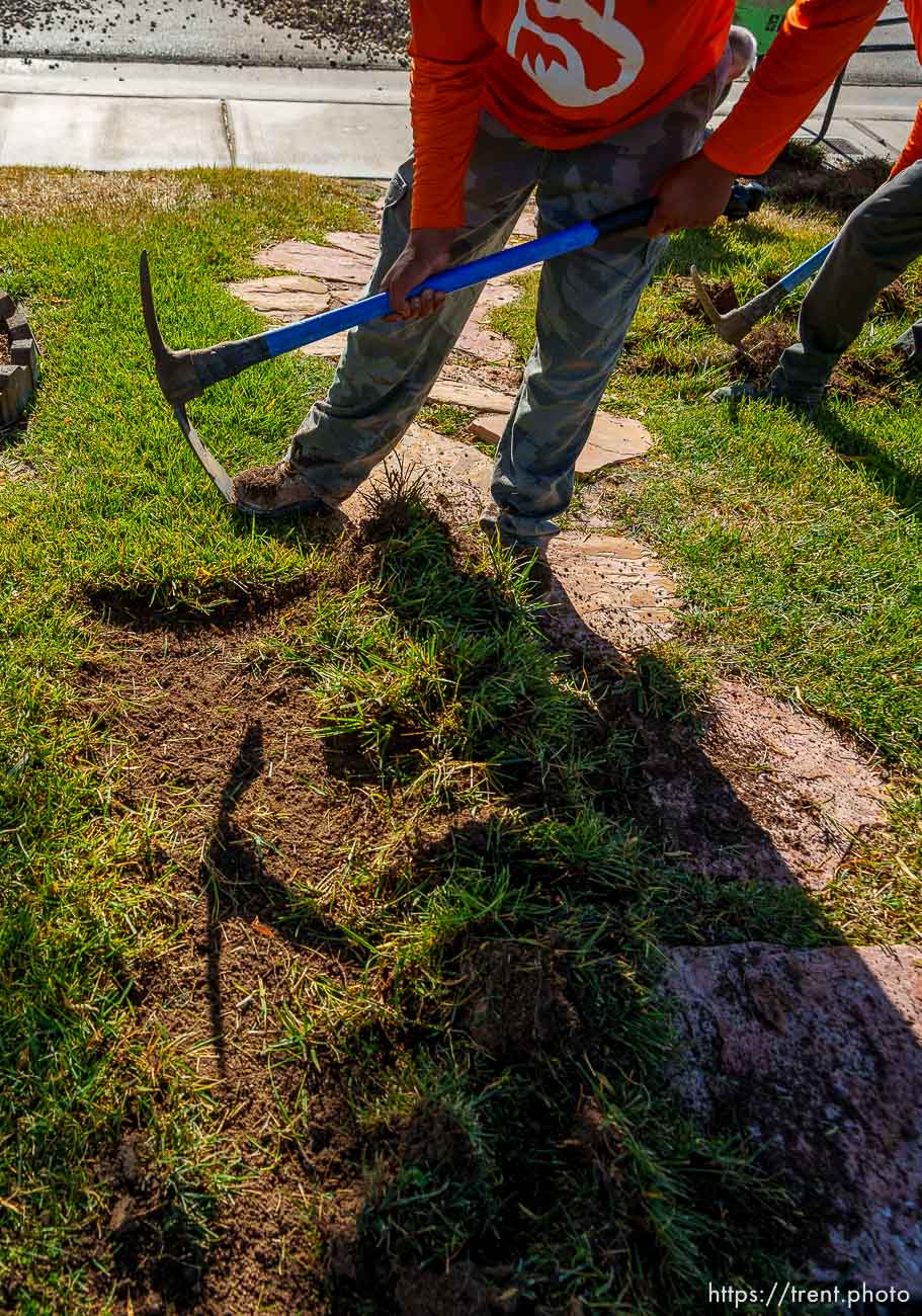 (Trent Nelson  |  The Salt Lake Tribune) Workers with Foxtail Turf remove the grass from Patricia Council's North Las Vegas yard, replacing it with artificial turf on Thursday, Sept. 29, 2022.