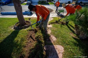 (Trent Nelson  |  The Salt Lake Tribune) Workers with Foxtail Turf remove the grass from Patricia Council's North Las Vegas yard, replacing it with artificial turf on Thursday, Sept. 29, 2022.