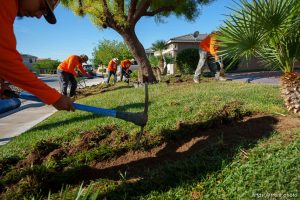 (Trent Nelson  |  The Salt Lake Tribune) Workers with Foxtail Turf remove the grass from Patricia Council's North Las Vegas yard, replacing it with artificial turf on Thursday, Sept. 29, 2022.