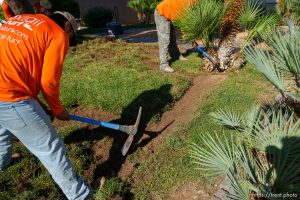 (Trent Nelson  |  The Salt Lake Tribune) Workers with Foxtail Turf remove the grass from Patricia Council's North Las Vegas yard, replacing it with artificial turf on Thursday, Sept. 29, 2022.