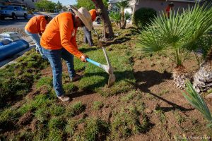 (Trent Nelson  |  The Salt Lake Tribune) Workers with Foxtail Turf remove the grass from Patricia Council's North Las Vegas yard, replacing it with artificial turf on Thursday, Sept. 29, 2022.