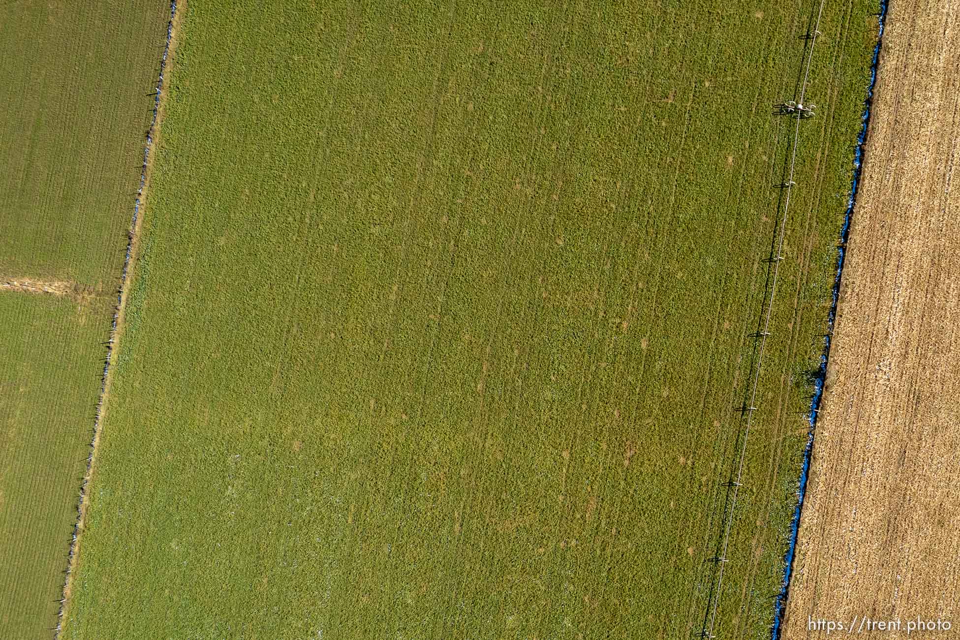 (Trent Nelson  |  The Salt Lake Tribune) Alfalfa fields in Mt. Carmel  on Thursday, Nov. 10, 2022.