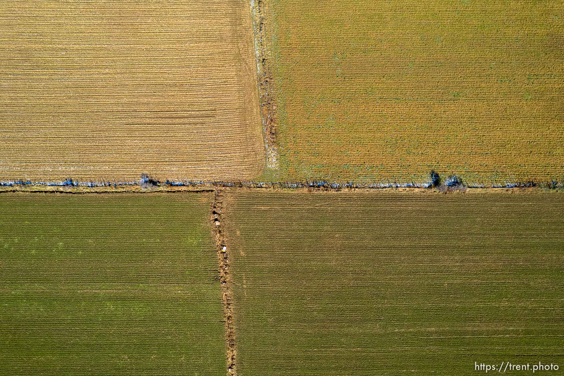 (Trent Nelson  |  The Salt Lake Tribune) Alfalfa fields in Mt. Carmel  on Thursday, Nov. 10, 2022.