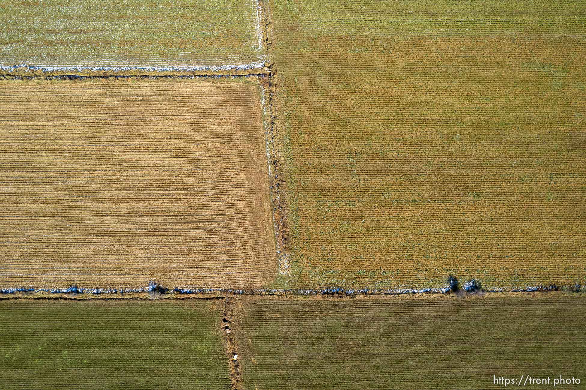 (Trent Nelson  |  The Salt Lake Tribune) Alfalfa fields in Mt. Carmel  on Thursday, Nov. 10, 2022.