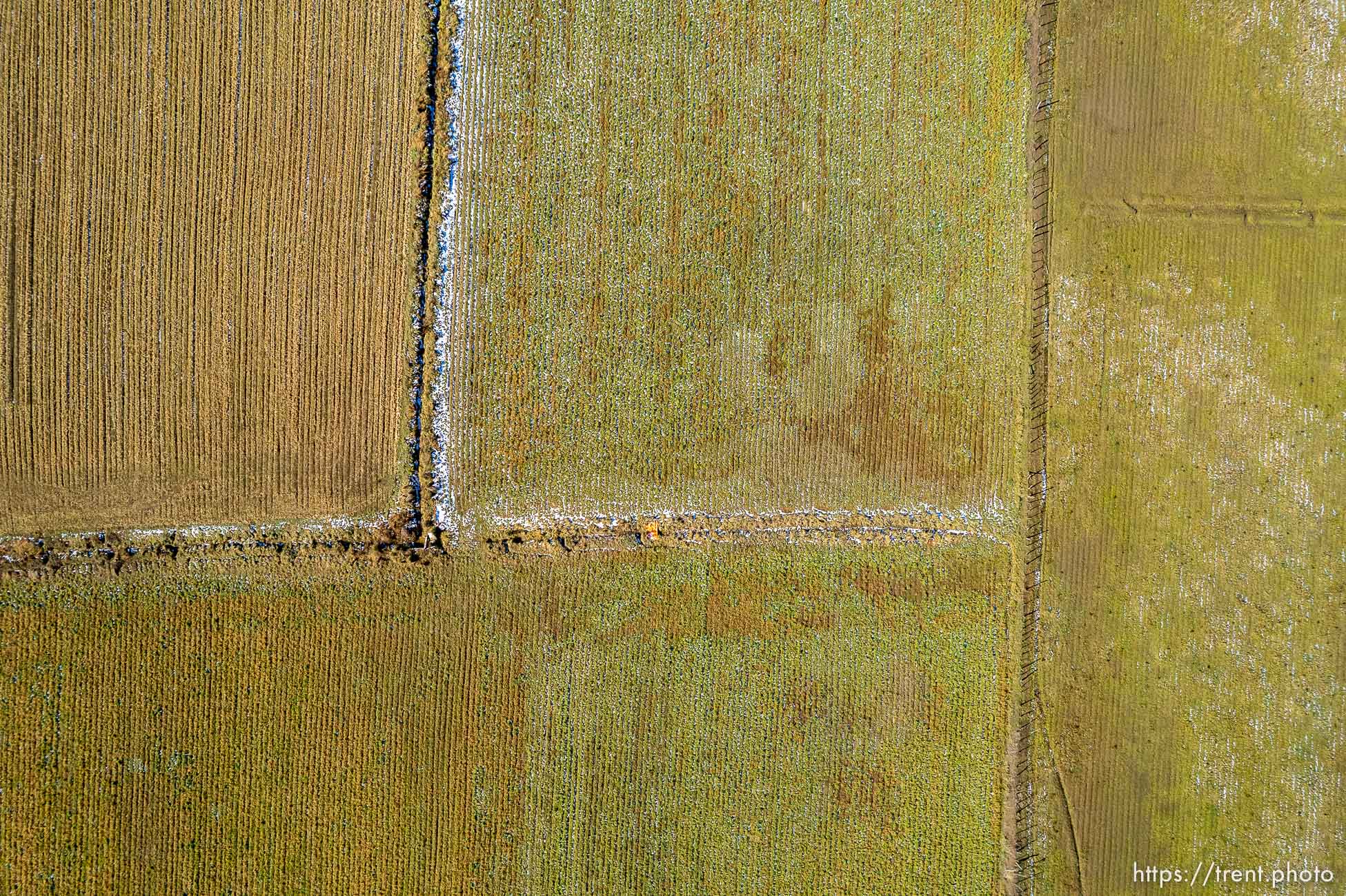 (Trent Nelson  |  The Salt Lake Tribune) Alfalfa fields in Mt. Carmel  on Thursday, Nov. 10, 2022.