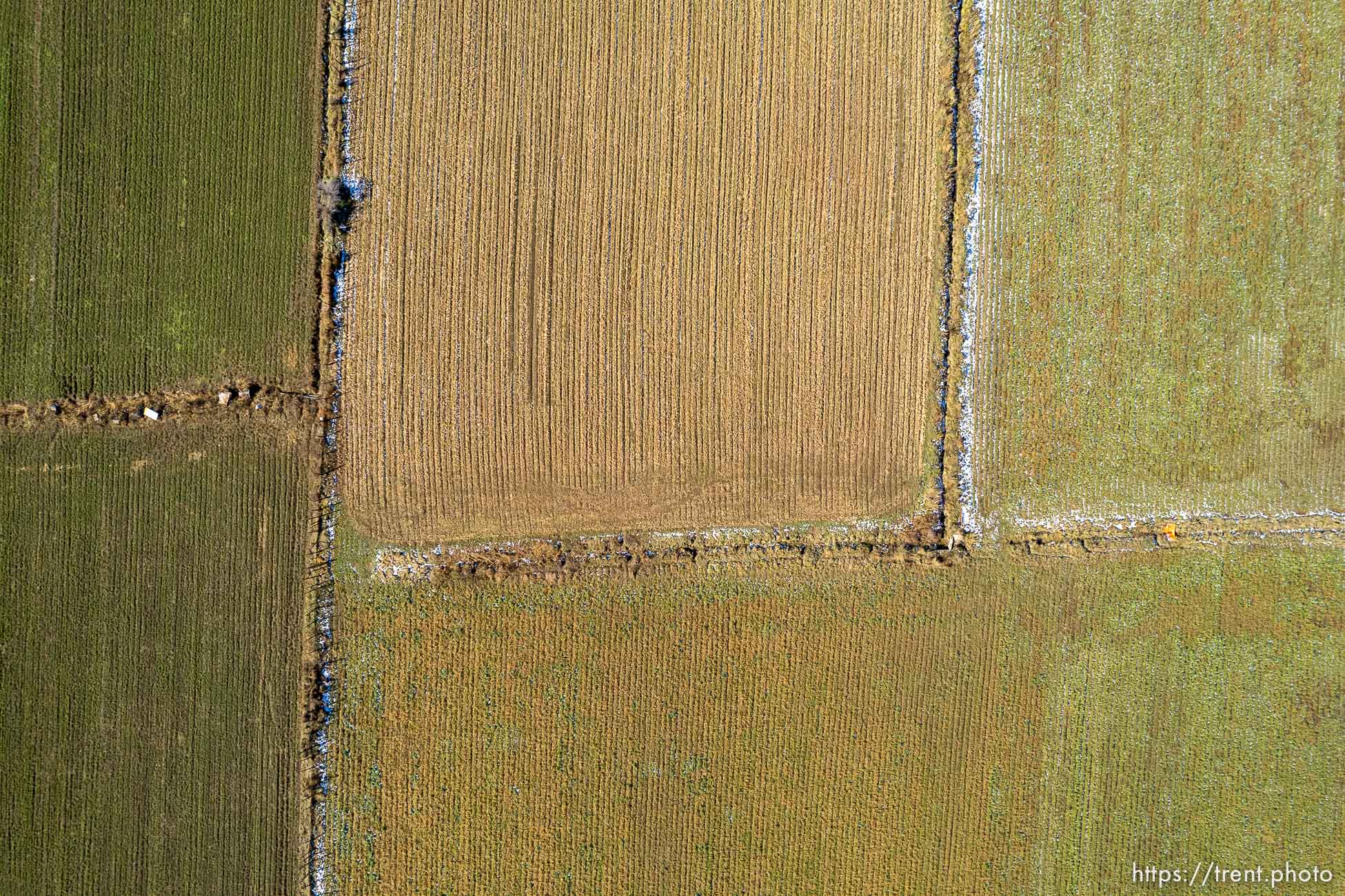 (Trent Nelson  |  The Salt Lake Tribune) Alfalfa fields in Mt. Carmel  on Thursday, Nov. 10, 2022.