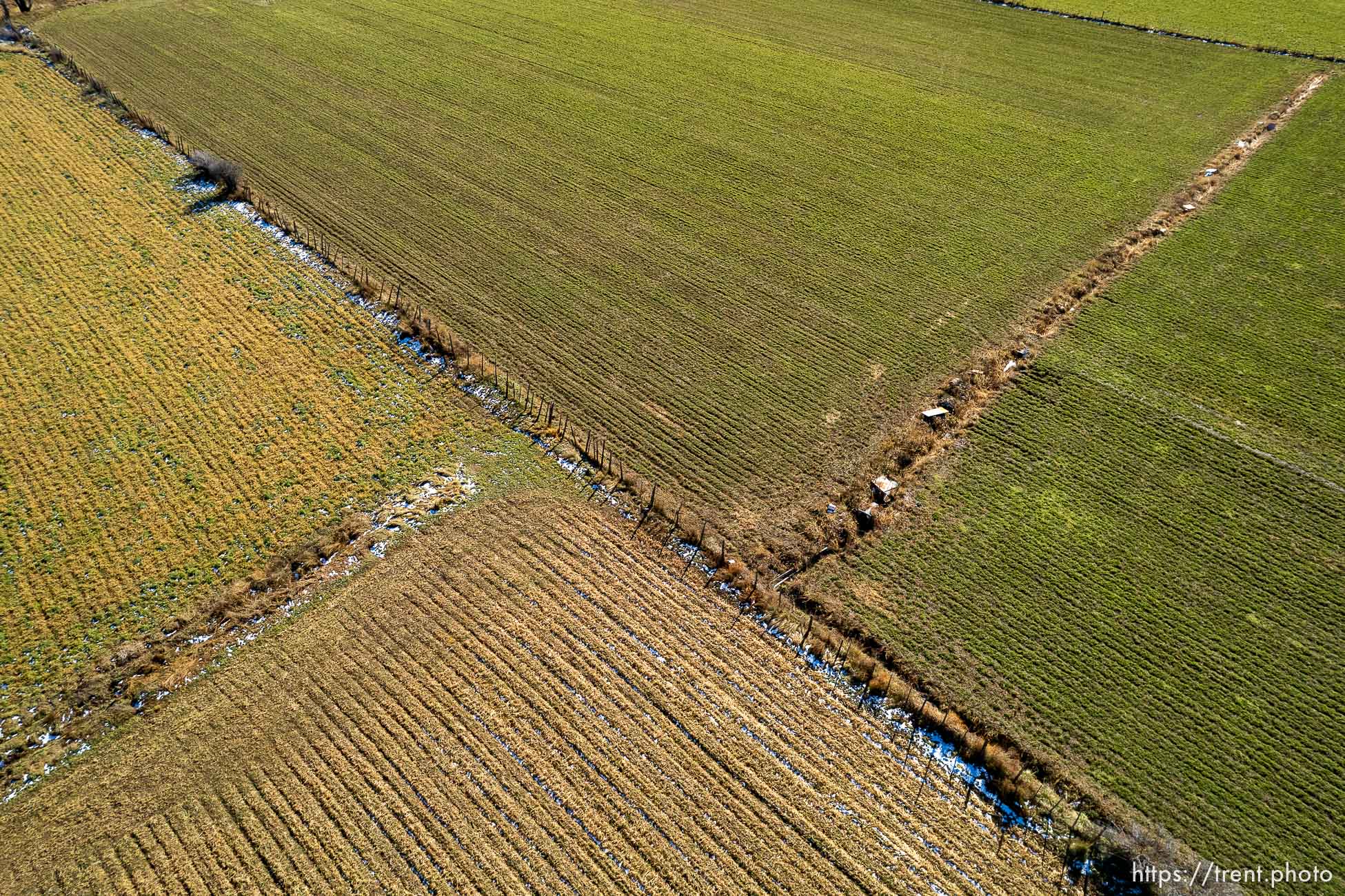 (Trent Nelson  |  The Salt Lake Tribune) Alfalfa fields in Mt. Carmel  on Thursday, Nov. 10, 2022.