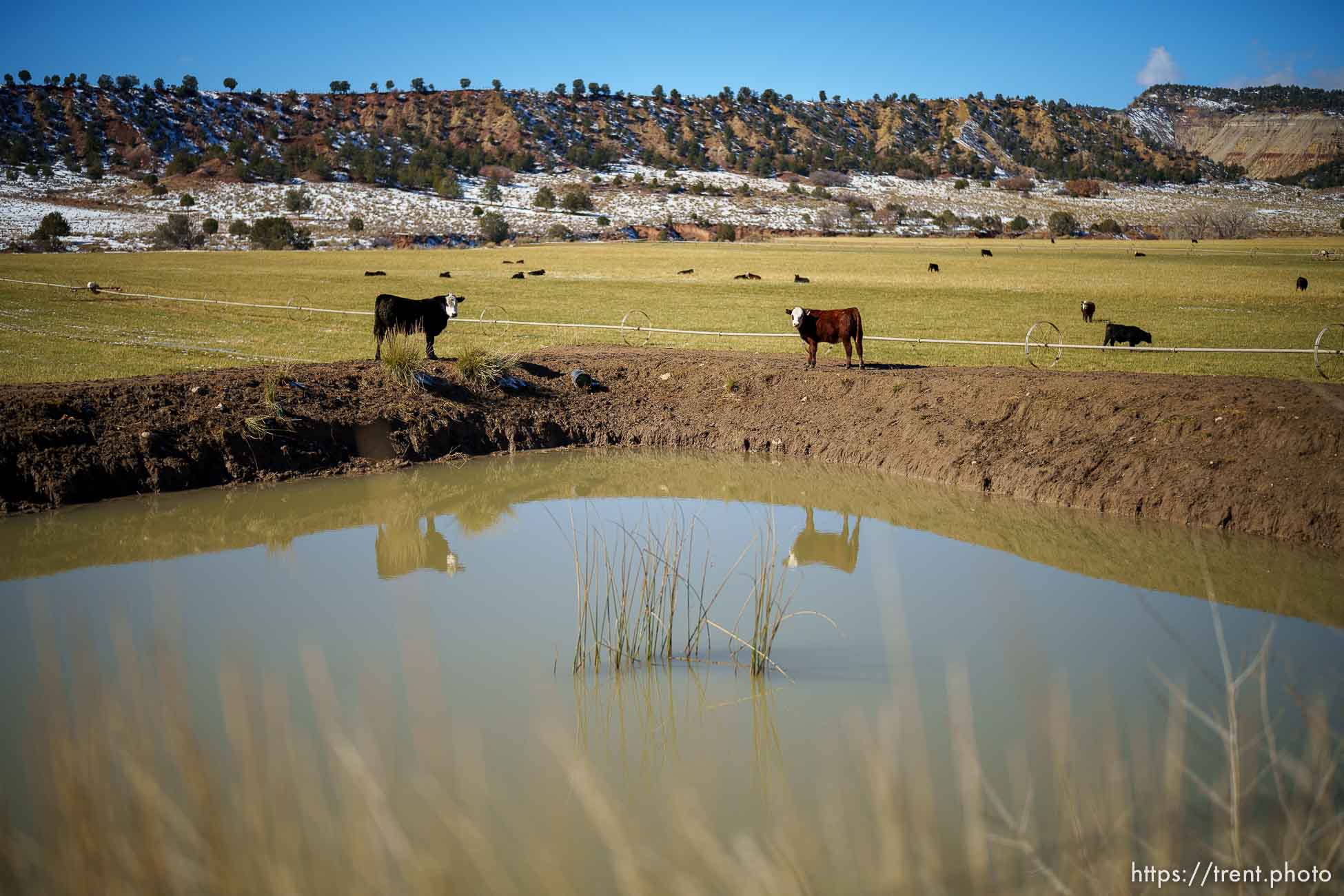 (Trent Nelson  |  The Salt Lake Tribune) Cattle on alfalfa fields in Mt. Carmel on Thursday, Nov. 10, 2022.