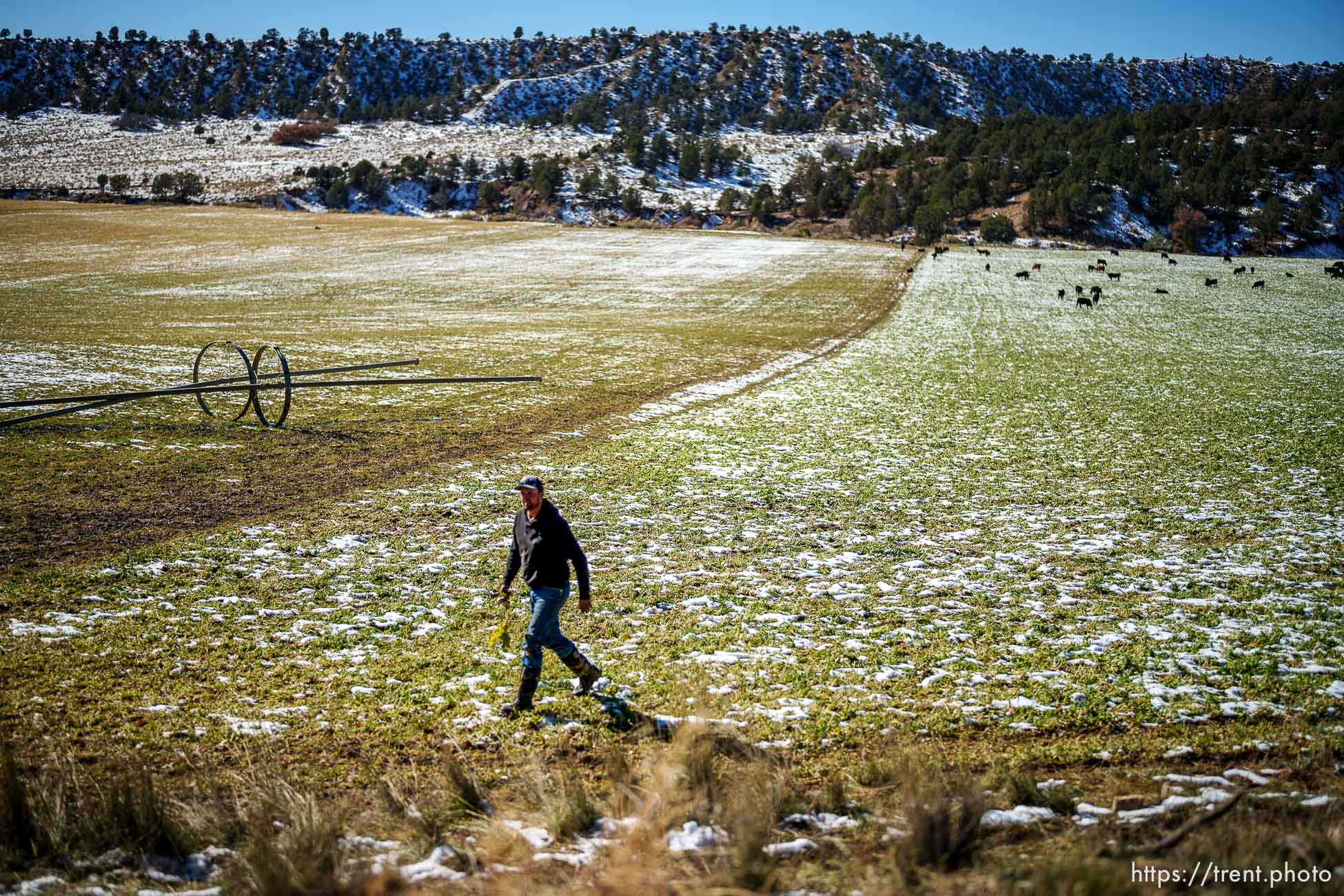 (Trent Nelson  |  The Salt Lake Tribune) Clay Hansen walks through an alfalfa field on his family's farm in Mt. Carmel on Thursday, Nov. 10, 2022.