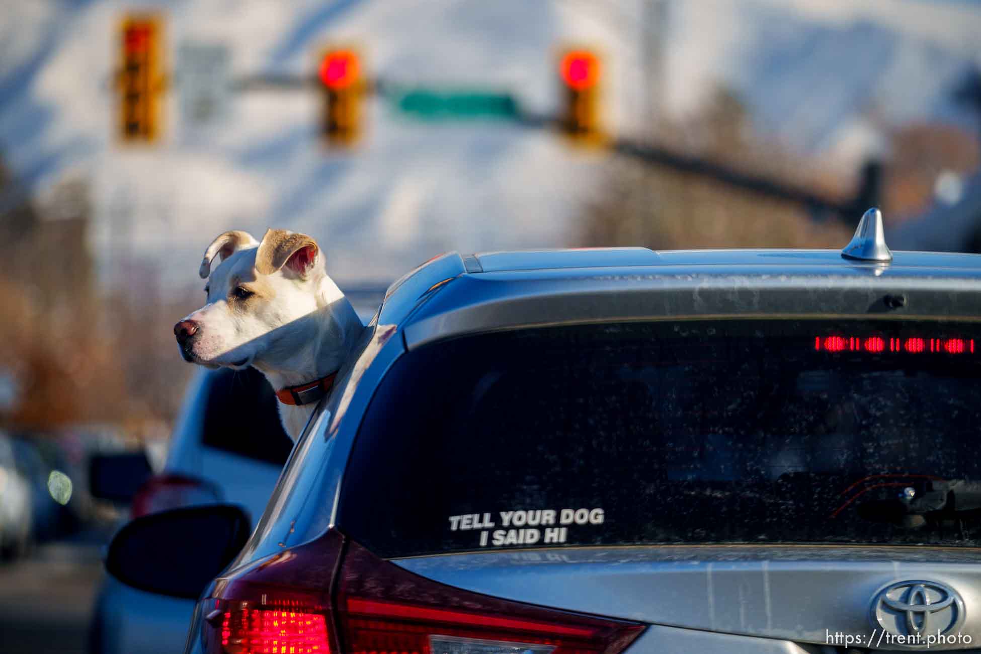 Dogs