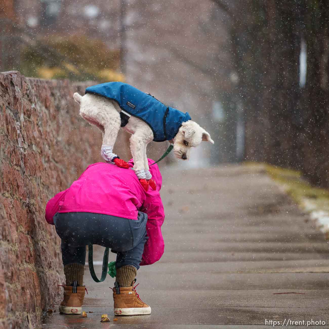 (Trent Nelson  |  The Salt Lake Tribune) dog walk in Salt Lake City on Wednesday, Dec. 28, 2022.