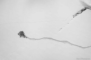 (Trent Nelson  |  The Salt Lake Tribune) A herd of elk in Park City on Wednesday, Feb. 8, 2023.