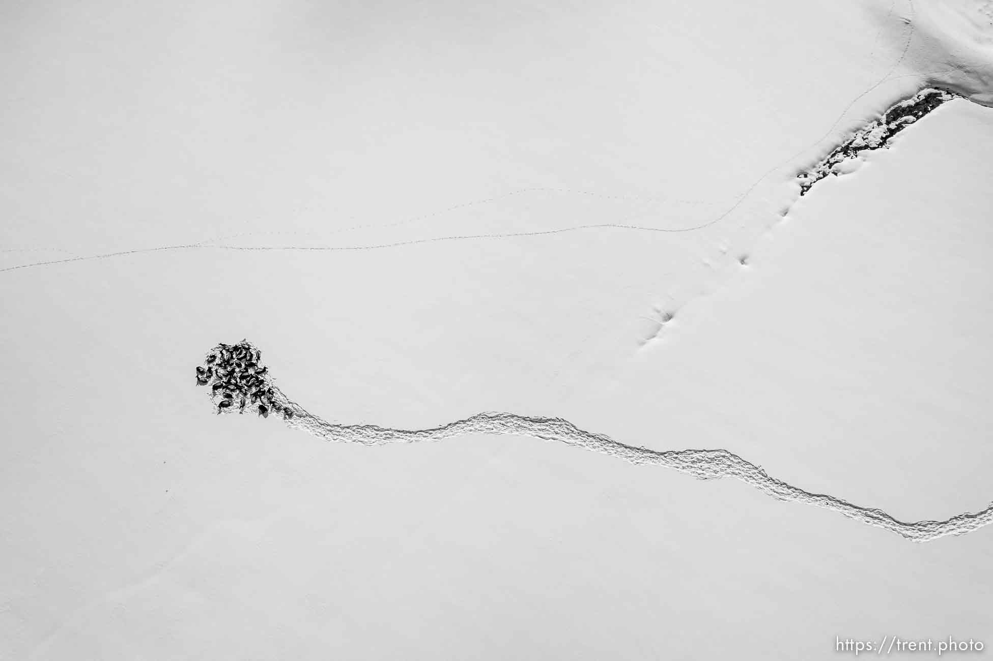 (Trent Nelson  |  The Salt Lake Tribune) A herd of elk in Park City on Wednesday, Feb. 8, 2023.